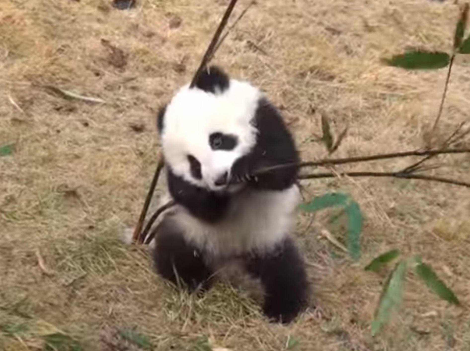 Süßer Panda auf Bambusjagd – Bild: Youtube / mrpenta