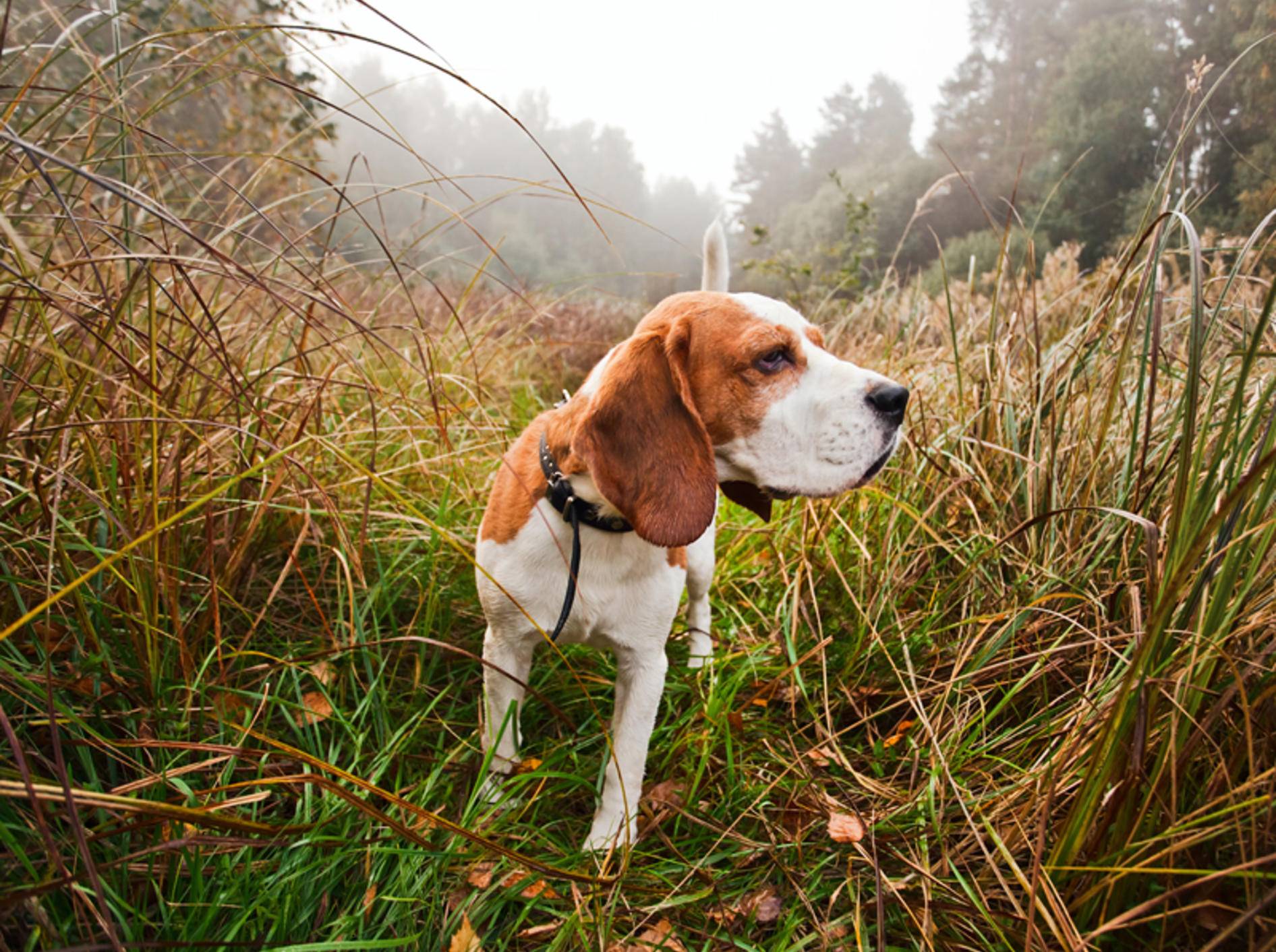 Beagle gehören zu den Hunden mit ausgeprägtem Jagdverhalten – Bild: Shutterstock / Igor Normann