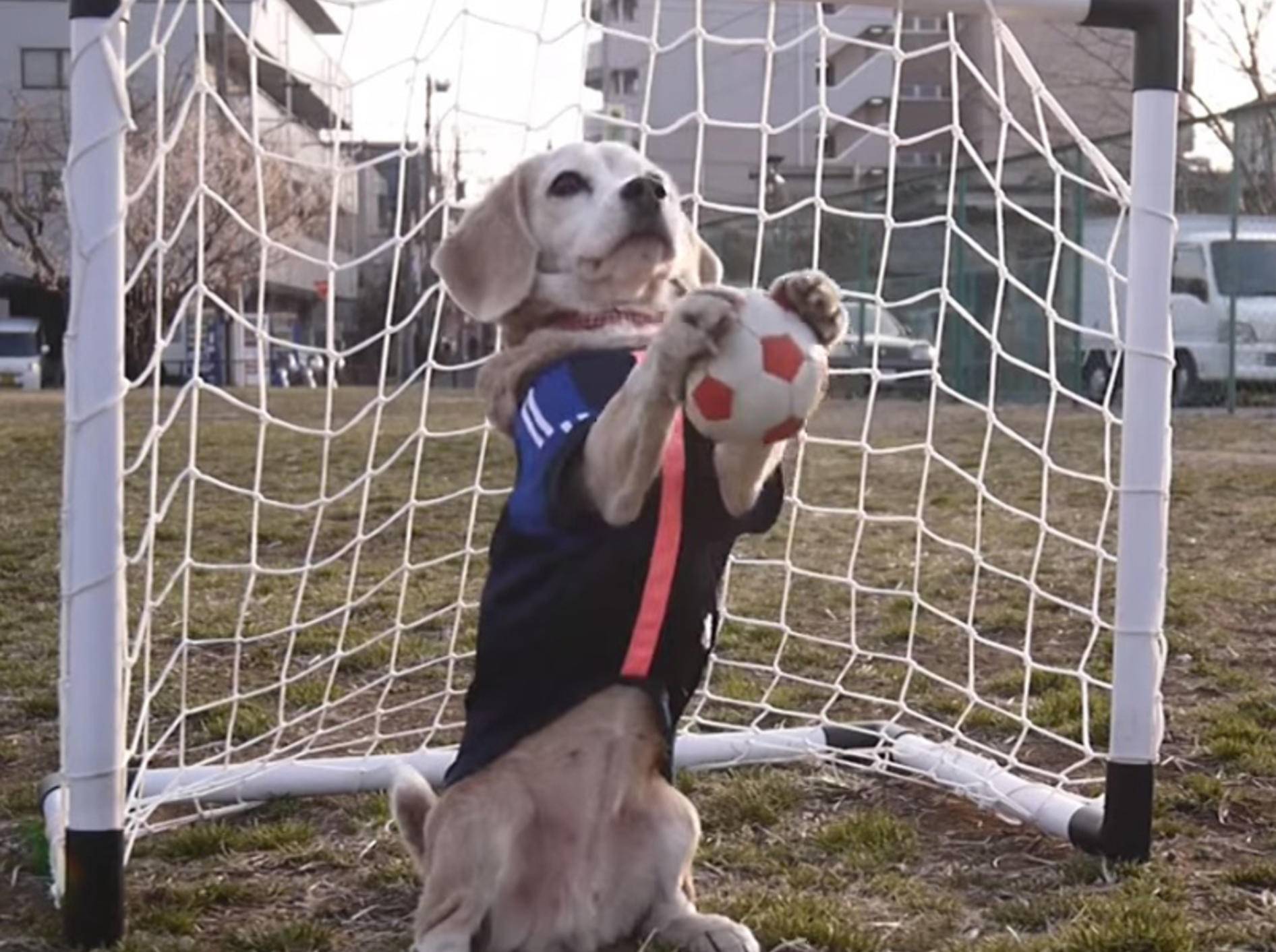 Süßer Beagle ist startklar für die Fußball-WM – Bild: Youtube / Purin Kumagai