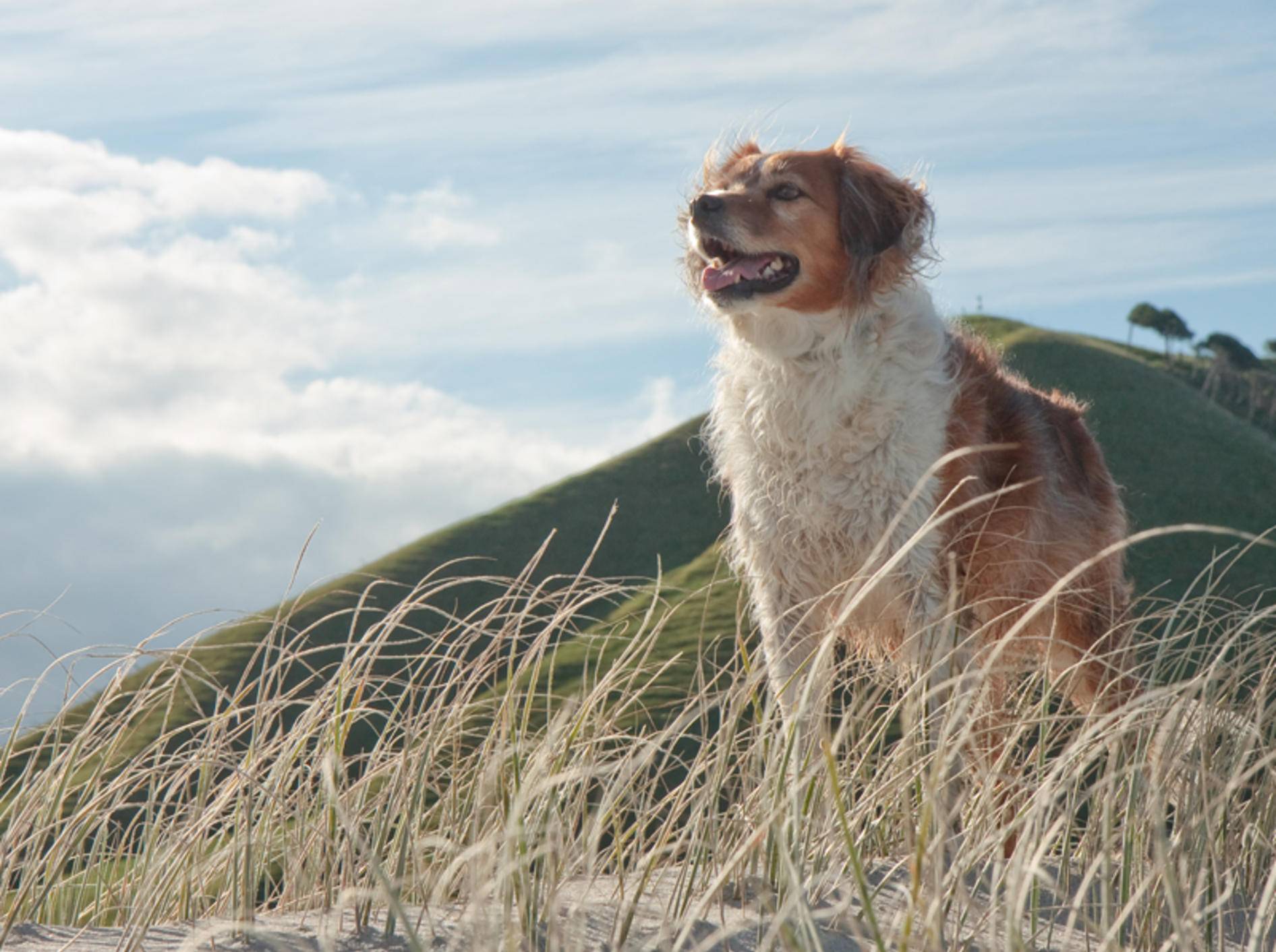 Wer Urlaub mit Hund machen möchte, muss zu den schönsten Zielen gar nicht weit reisen – Bild: Shutterstock / S Curtis