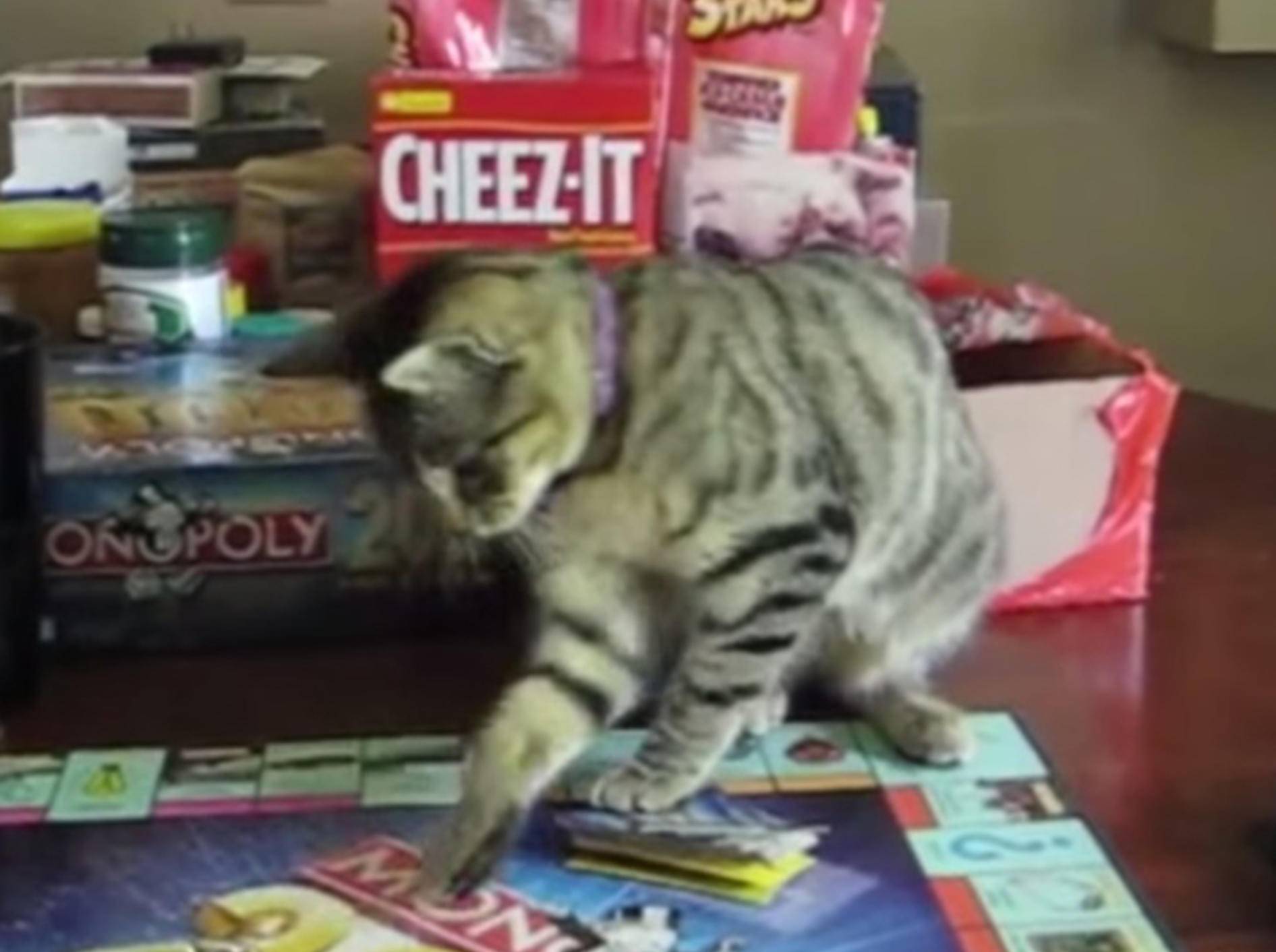 Nicht schummeln: Katzen lieben Monopoly und Co. – Bild: Youtube / Fabulous Mr. Pug