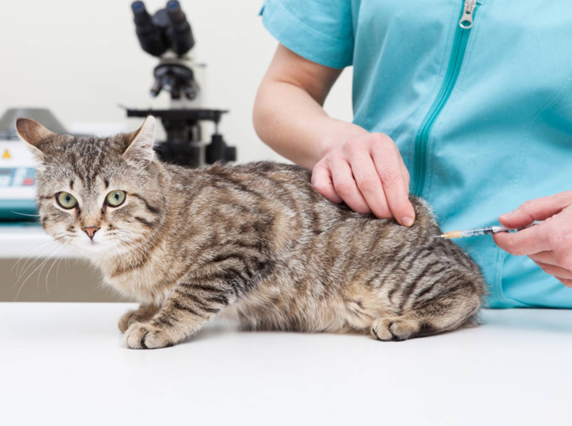 Die Behandlung von Katzenpilz sollte möglichst schnell erfolgen – Bild: Shutterstock / sematadesign