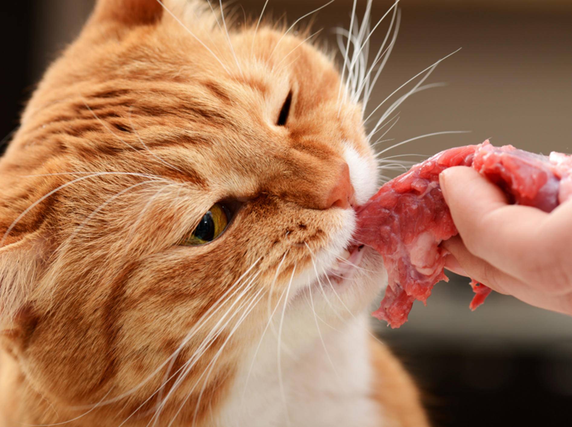 "Mmmh, lecker! Frisches, rohes Fleisch", denkt sich diese hungrige Katze – Bild: Shutterstock / Master L.
