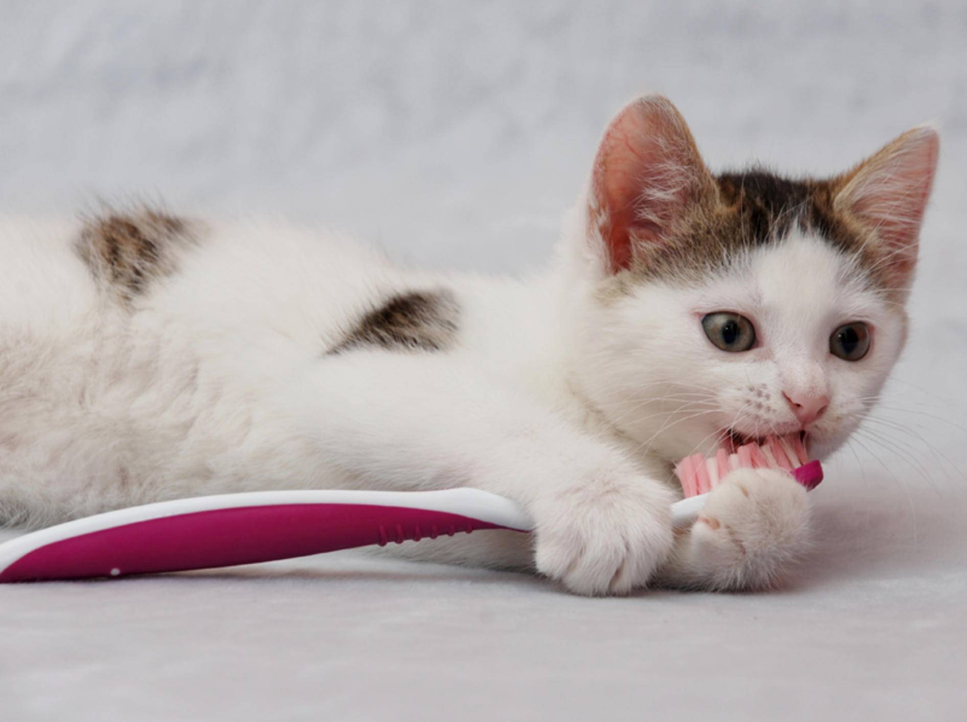 Praktische Zahnpflegeprodukte für Katzen – Bild: Shutterstock / Nadinelle