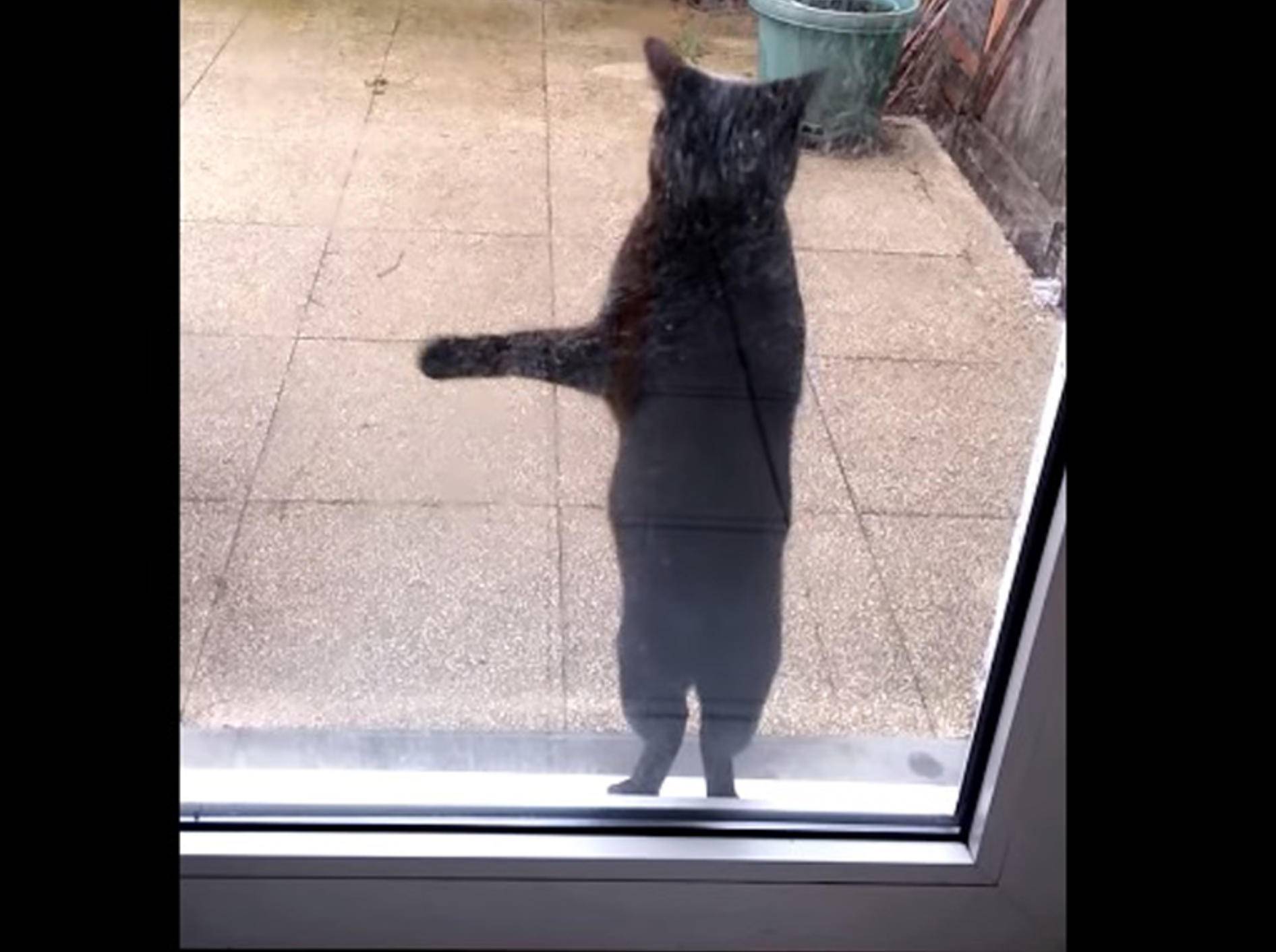 Süße Katze: "Lass mich reeeiiin!" – Bild: Youtube / Edouard Falempin