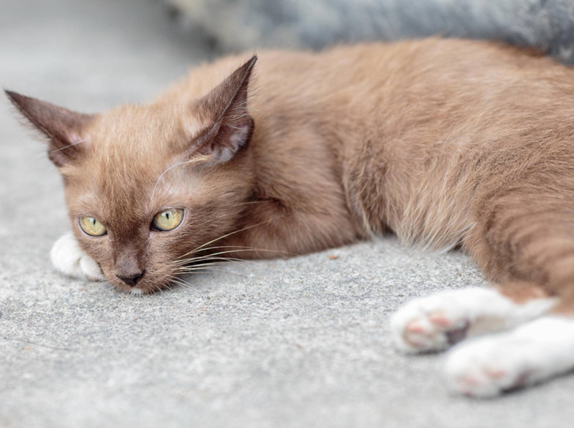 Die Symptome von Katzenpilz zeigen sich vor allem im Fell – Bild: Shutterstock / ZiZ7StockPhotos