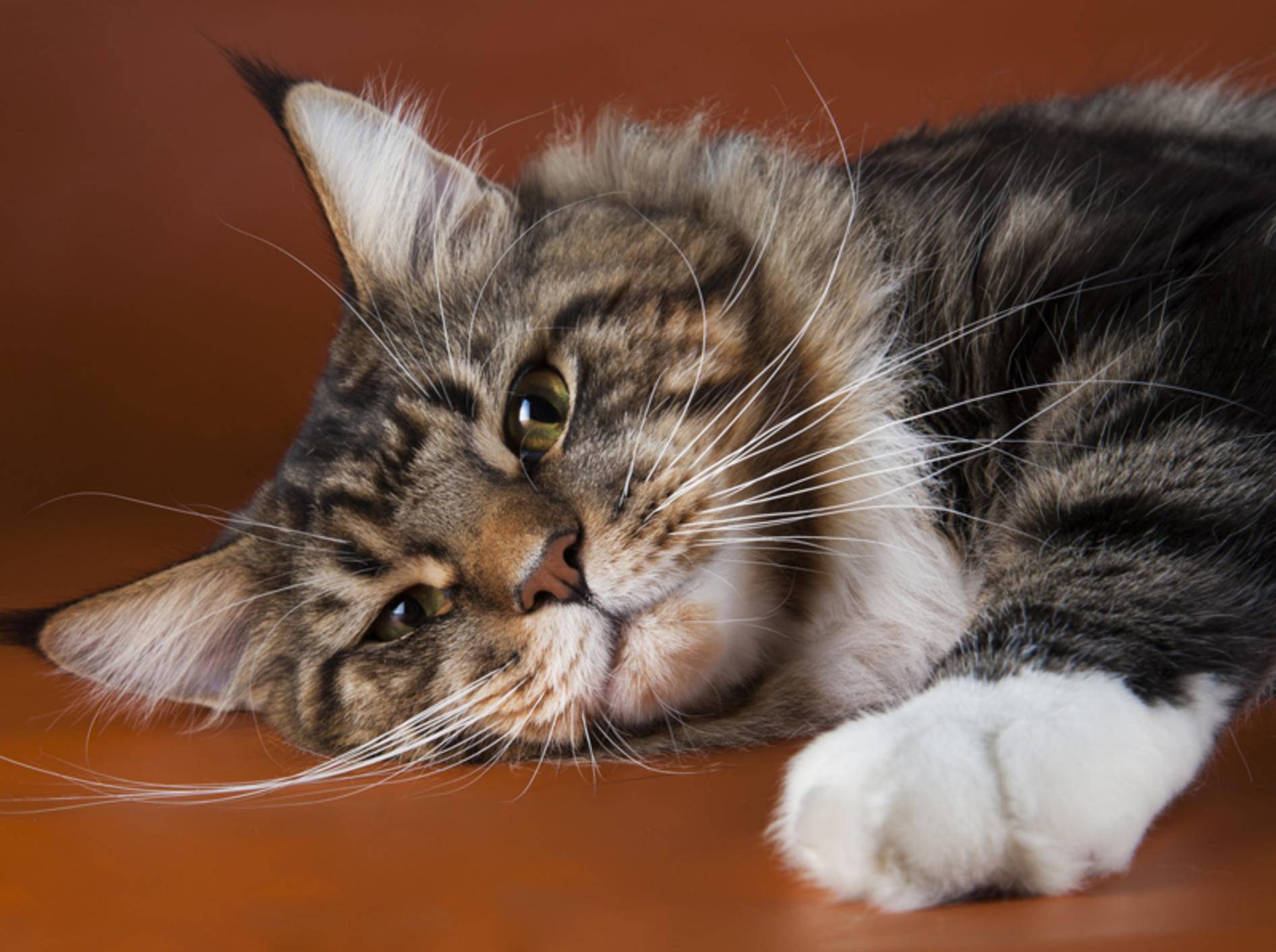 Die Maine Coon gehört zu den ruhigen Katzenrassen – Bild: Shutterstock / kuban_girl