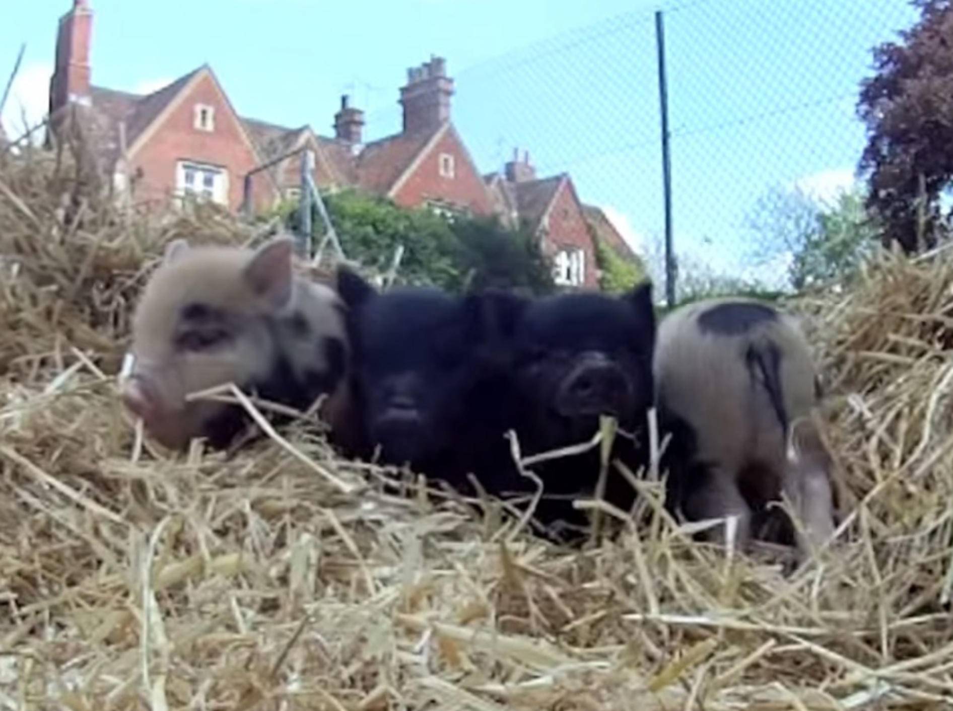 Süße Mini-Schweinchen sind kamerascheu – Bild: Youtube / petpiggies