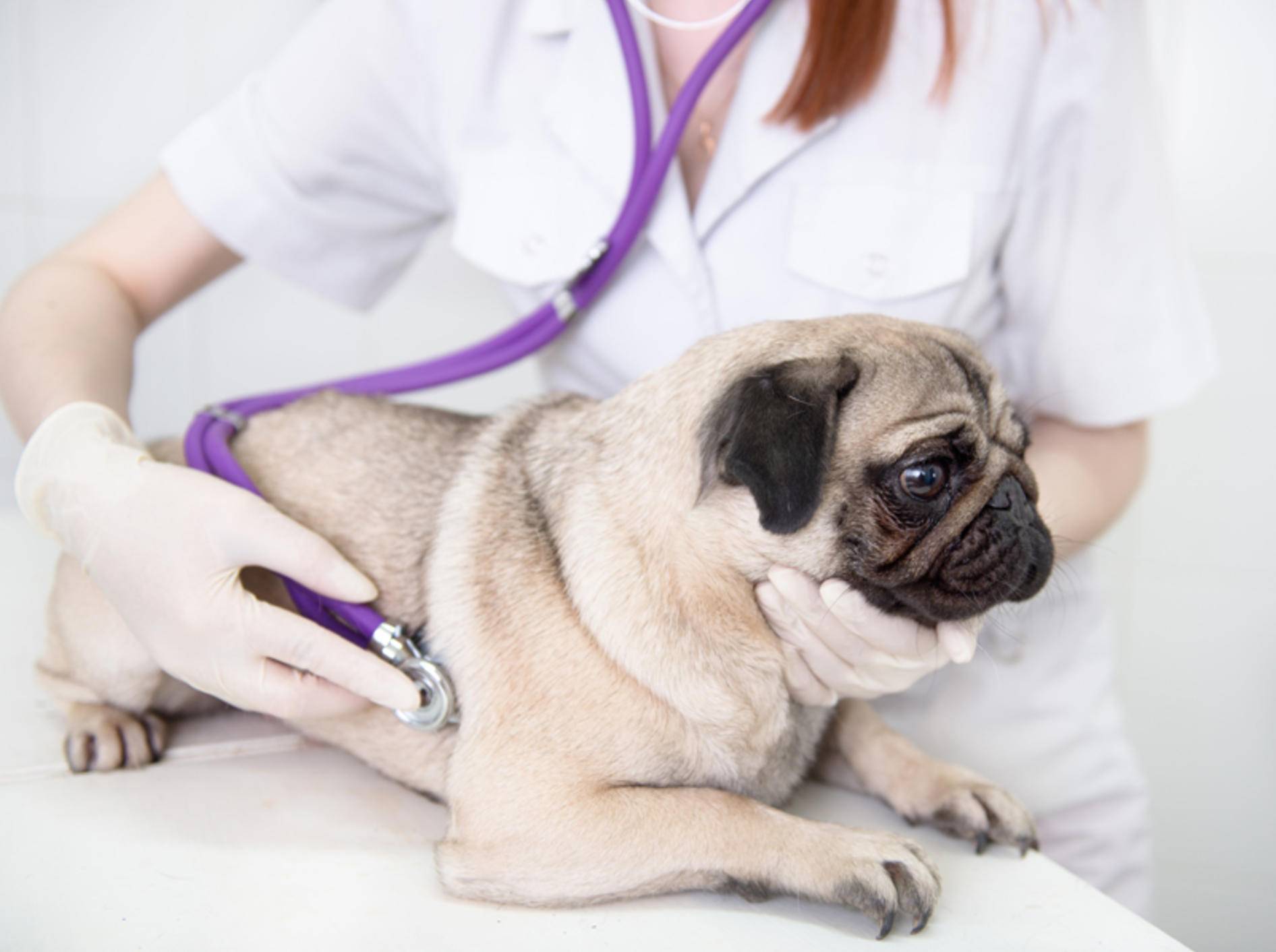Leishmaniose beim Hund wird mit verschiedenen Medikamenten therapiert – Bild: Shutterstock / Ermolaev Alexander