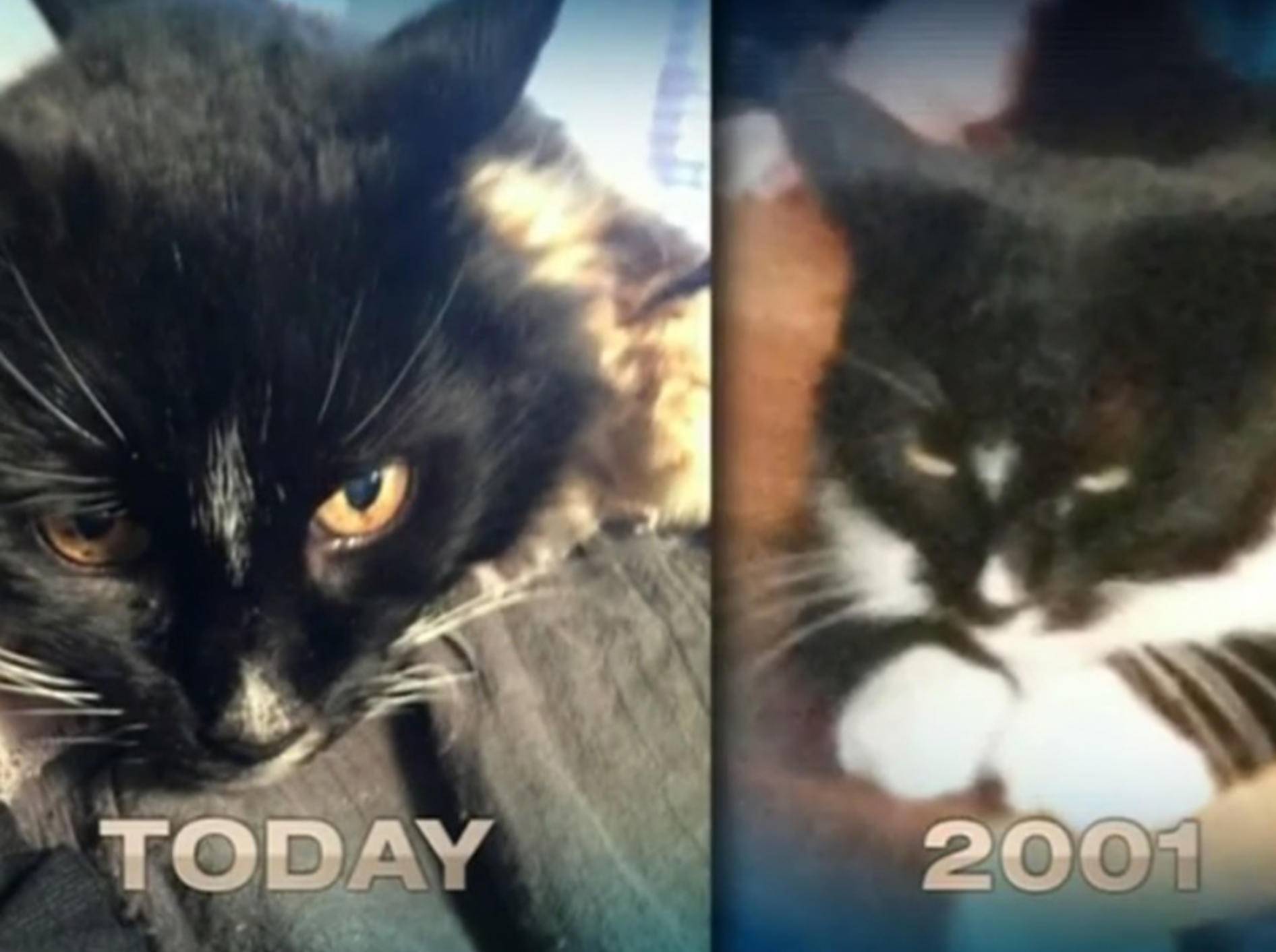 Verschwundene Katze: Heimkehr nach 13 Jahren – Bild: Youtube / 7NEWS