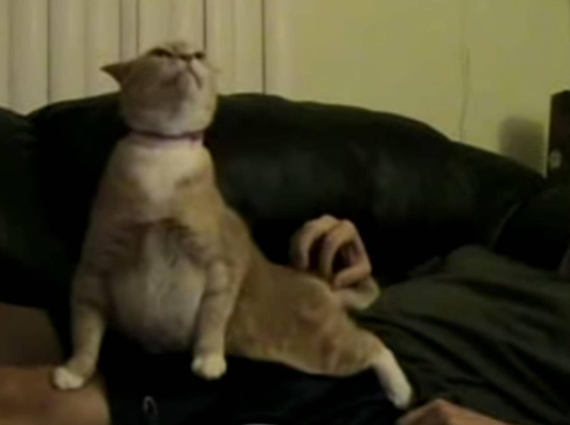 Musikalische Katze genießt Streicheleinheiten – Bild: Youtube / Alex Brown