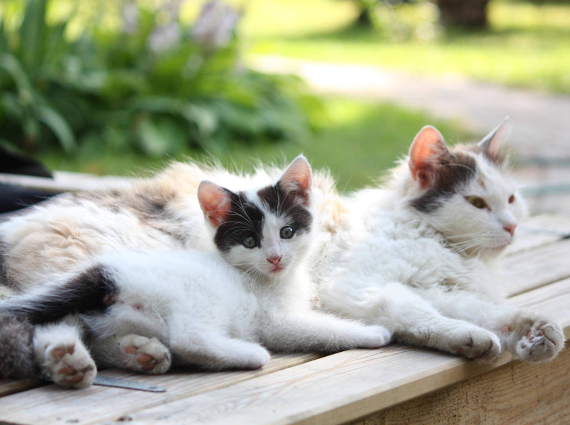 Die Zeit in der Katzenpension kann der Samtpfote viel Spaß machen – Bild: Shutterstock: Anastasija Popova