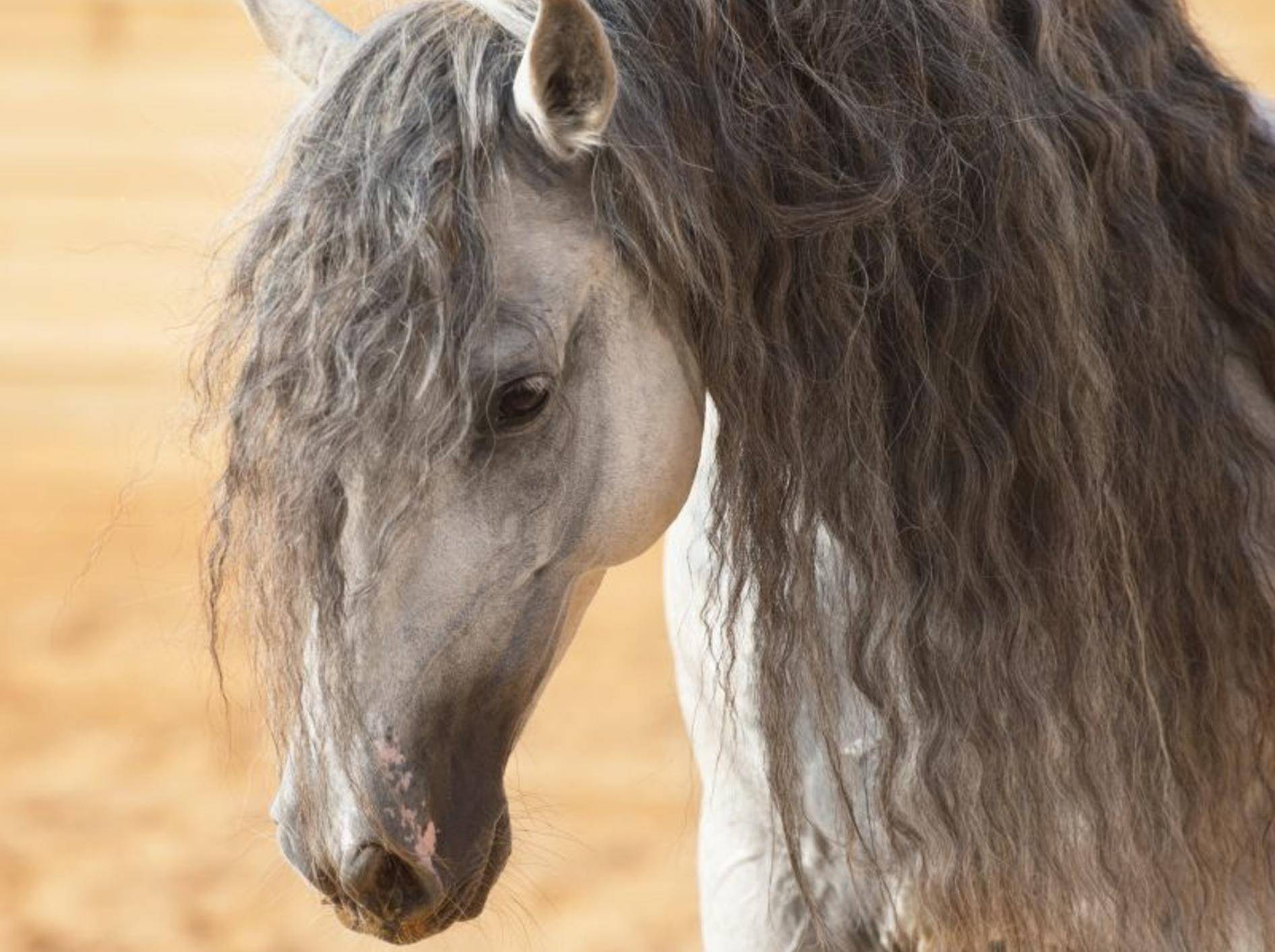 So schön ist der Andalusier: Besonders die Mähne macht dieses Pferd unverwechselbar – Bild: Shutterstock / Makarova-Viktoria
