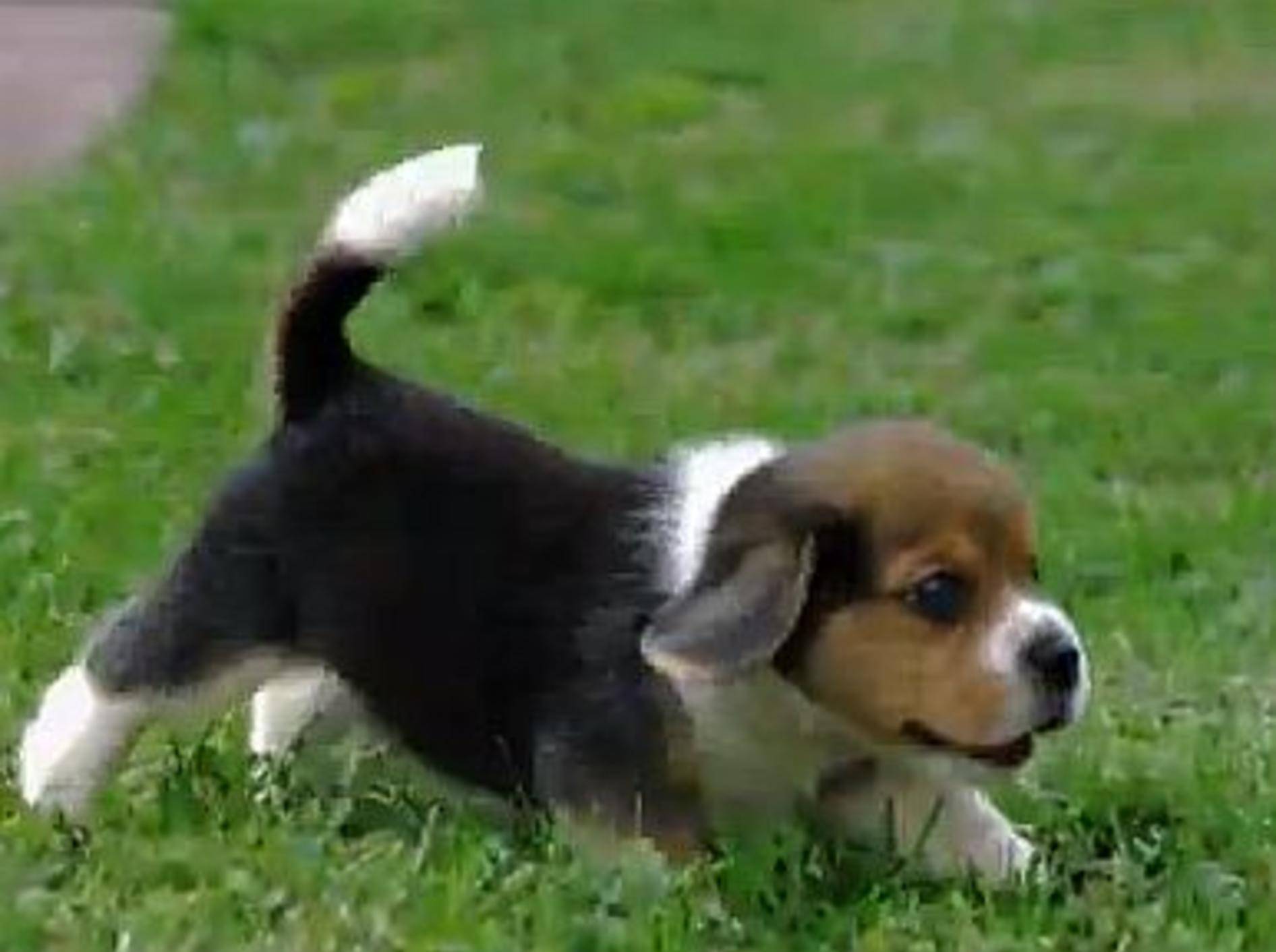 Beagles sind tolle Hunde! – Bild: Youtube / Best Breed Ever