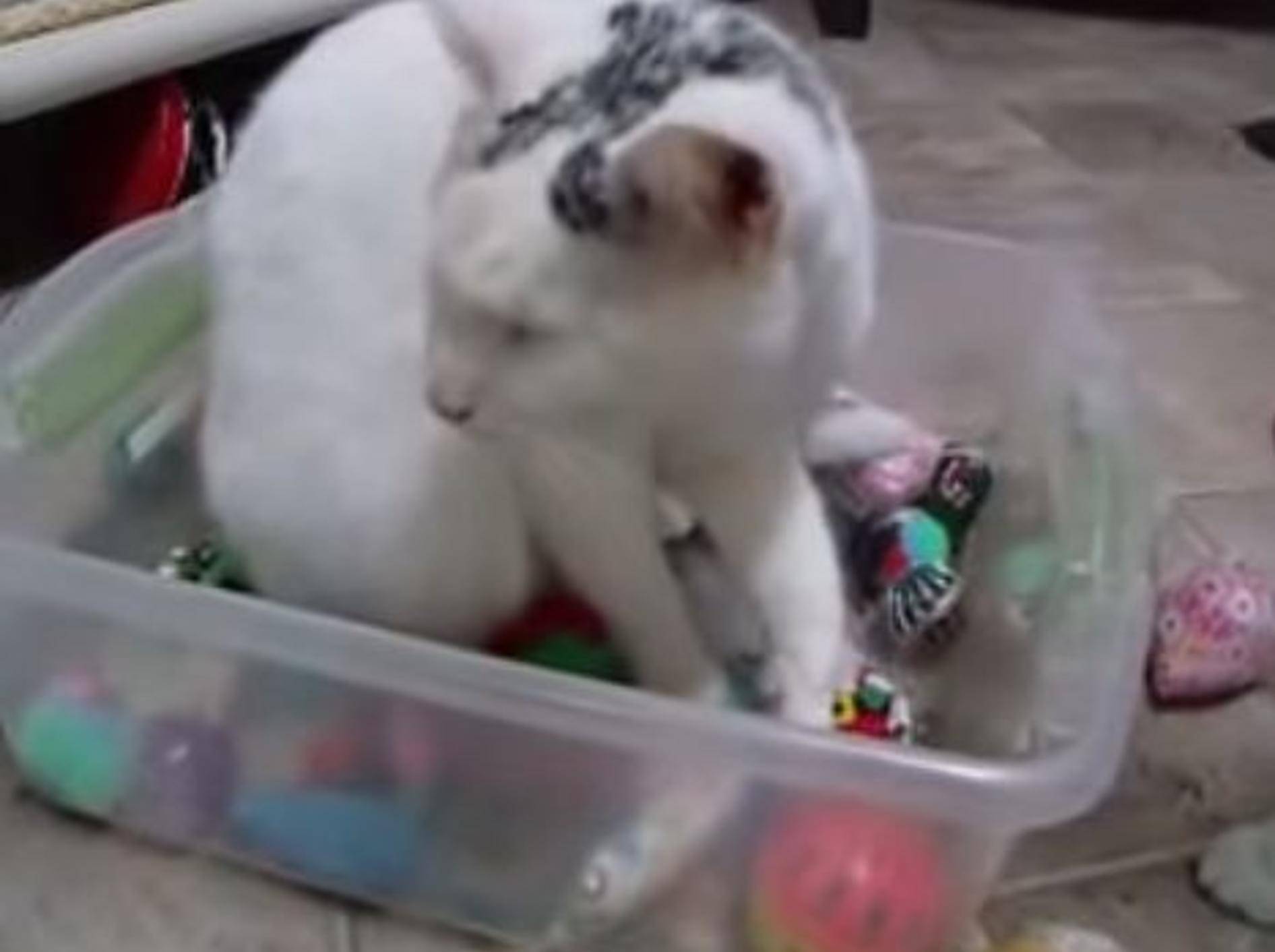 Blinder Kater Mickey zeigt sein Lieblingsspielzeug – Bild: Youtube / Blind Cat Rescue & Sanctuary, Inc