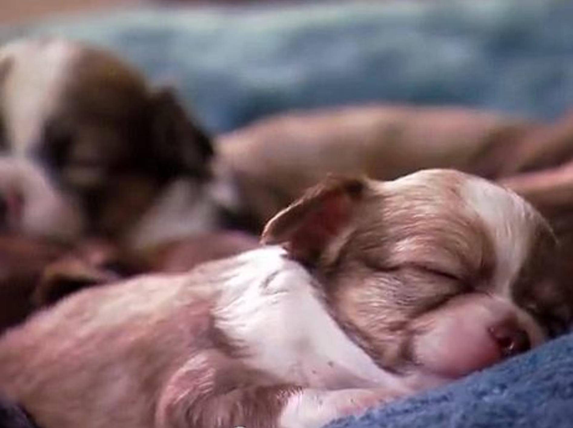 Chihuahuas: Infos über den kleinsten Hund – Bild: Youtube / Best Breed Ever