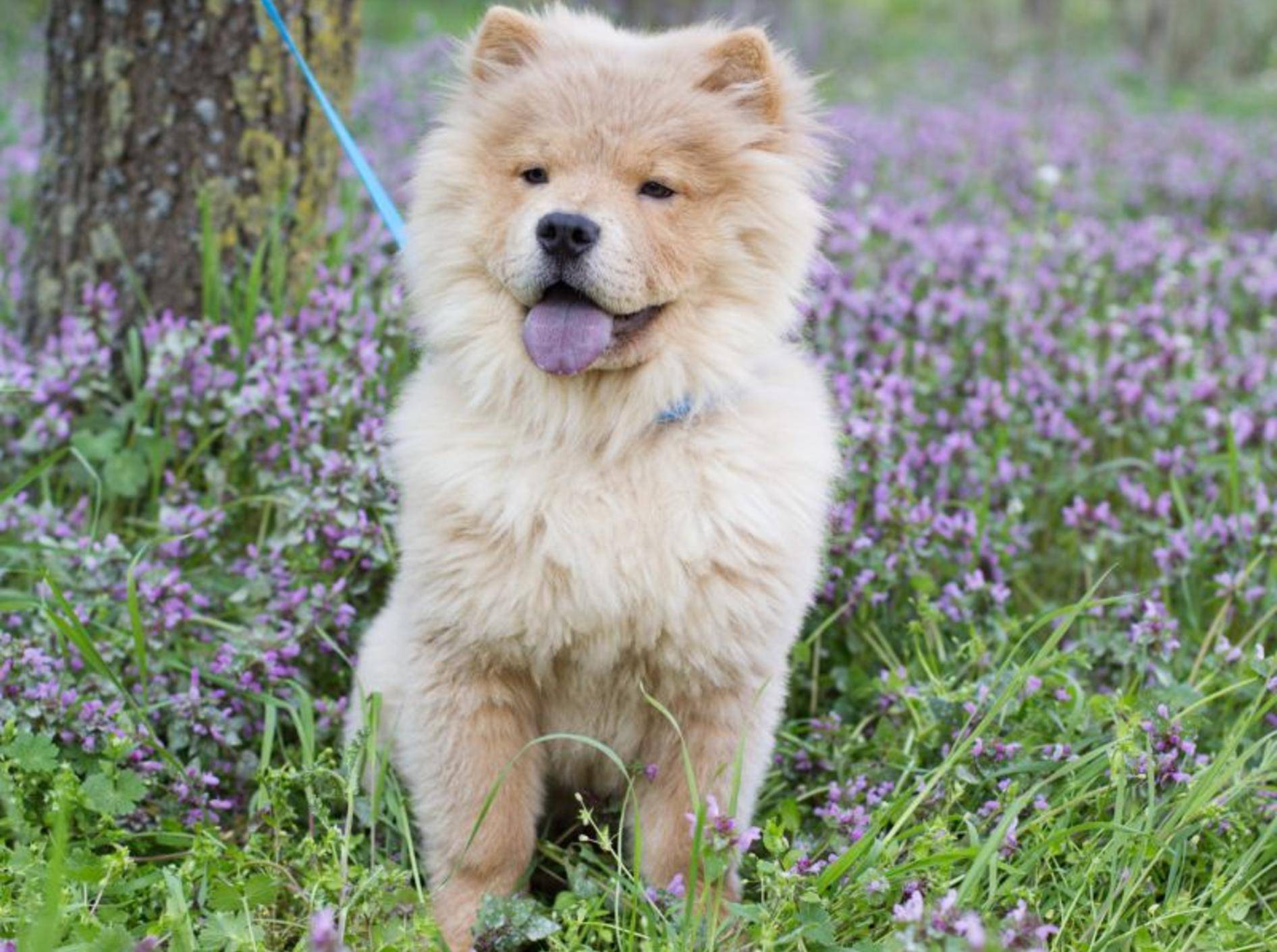 Der Chow-Chow ist ein Hund, der lange Ausflüge liebt – Bild: Shutterstock / PonomarenkoNataly