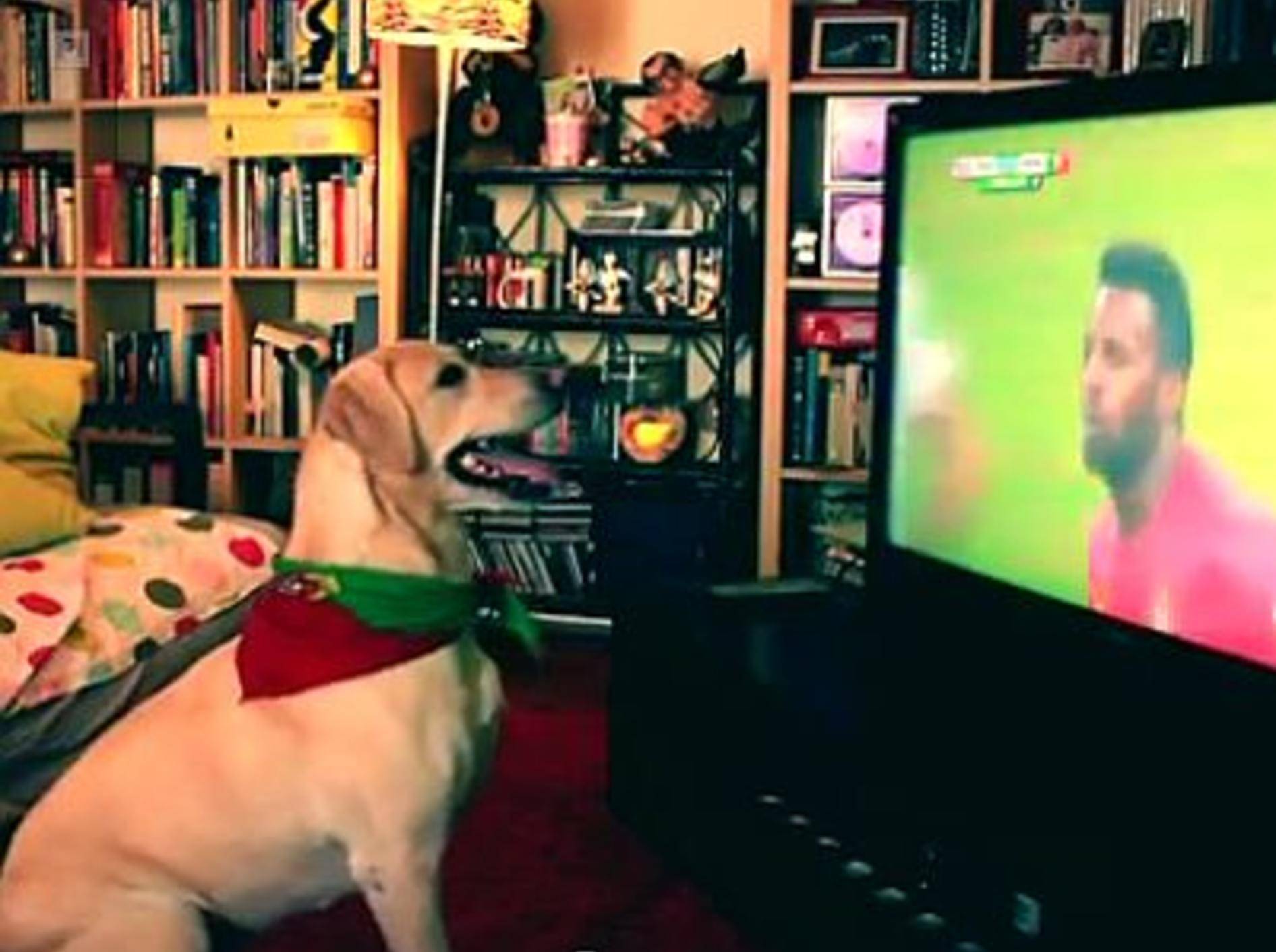 Süßer Labrador freut sich beim Fußball – Bild: Youtube / Severa, the dog