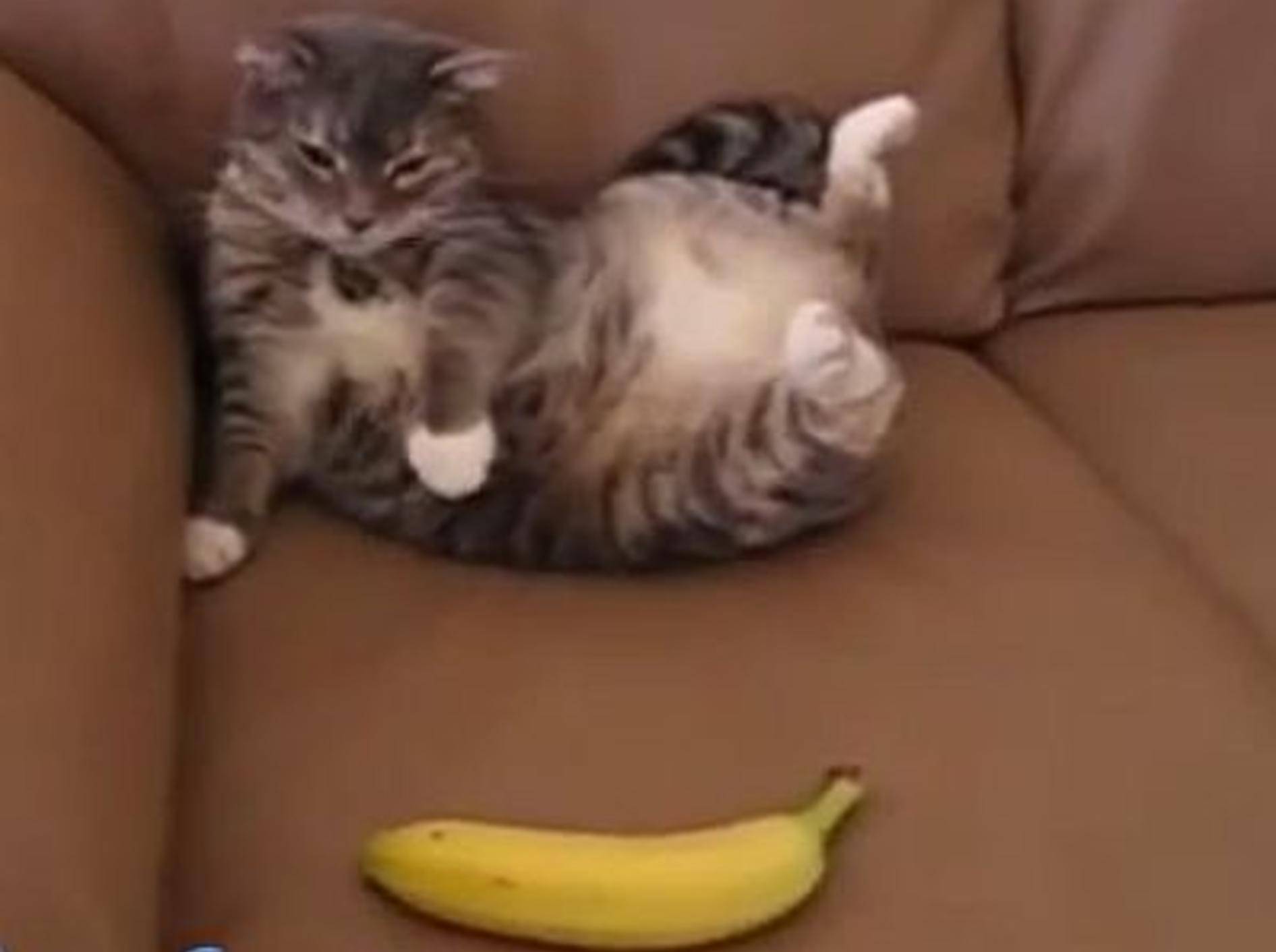 Mit Katzen gibt's immer was zu Lachen – Bild: Youtube / Mio Mio Cool
