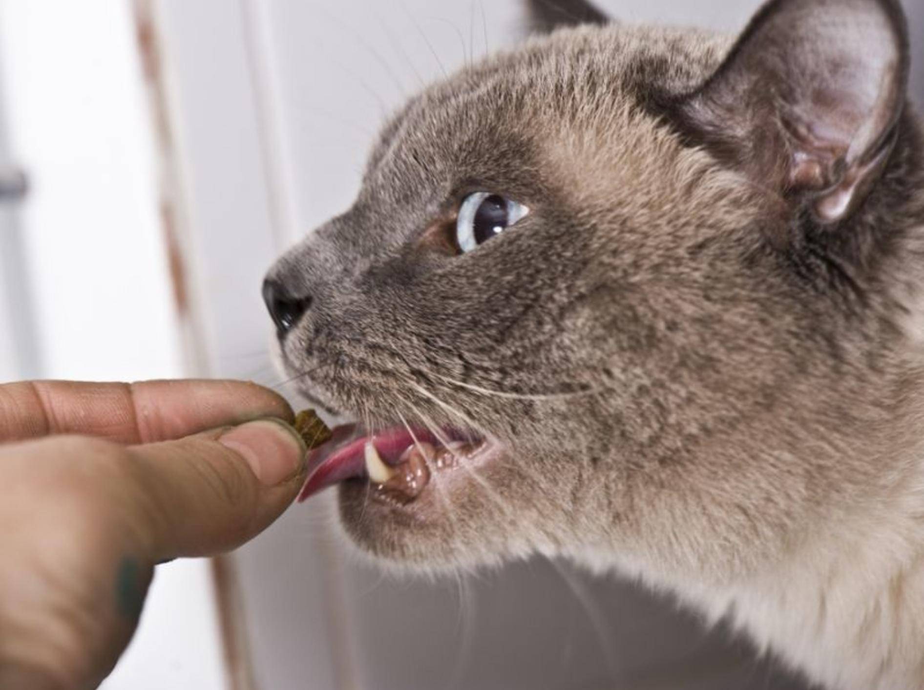 Zahnpflege für Katzen: Vier hilfreiche Mittel – Bild: Shutterstock / Kachalkina Veronika
