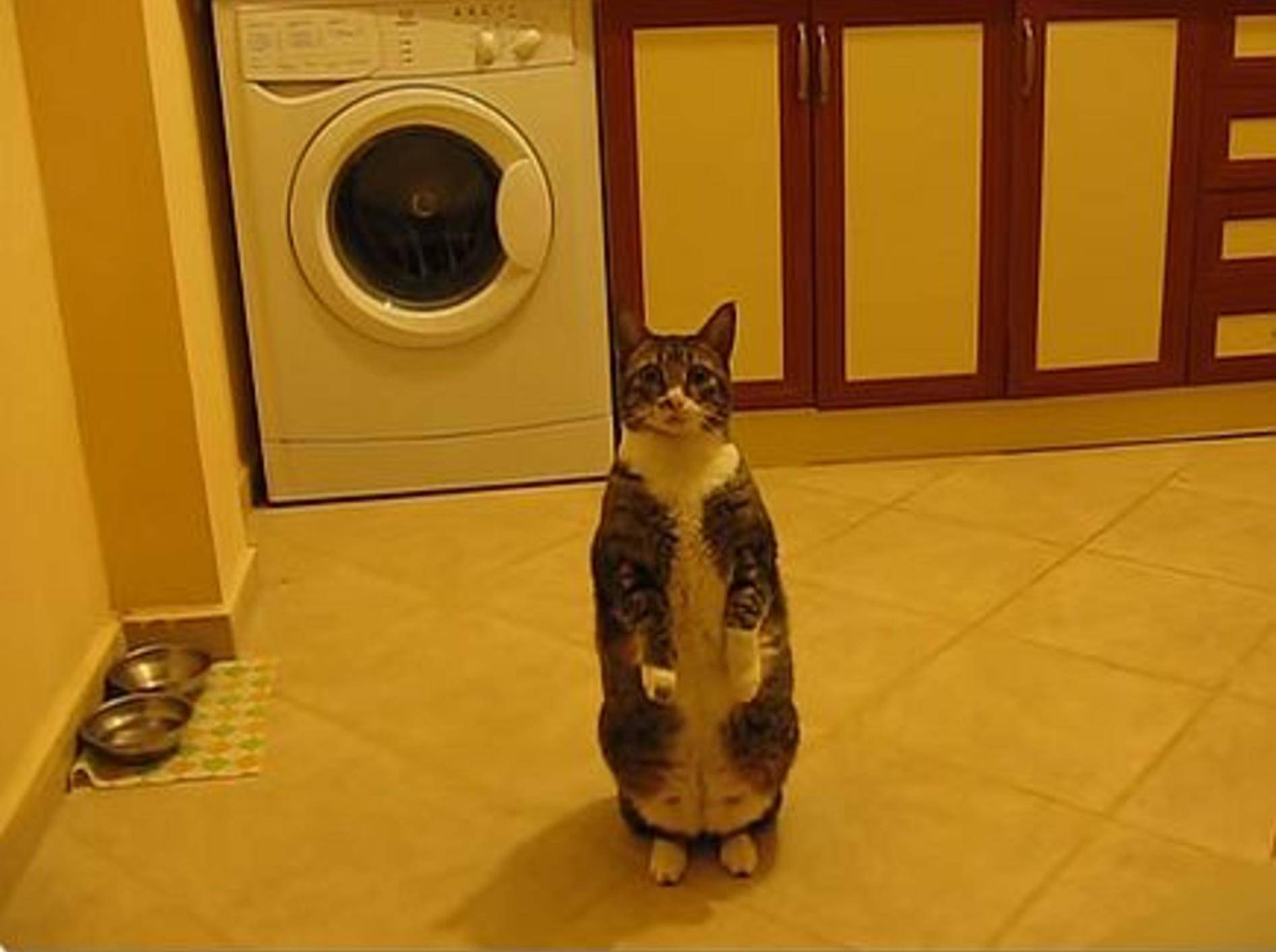 Was diese Katze wohl sagen möchte? – Bild: Youtube / lifemodificaton
