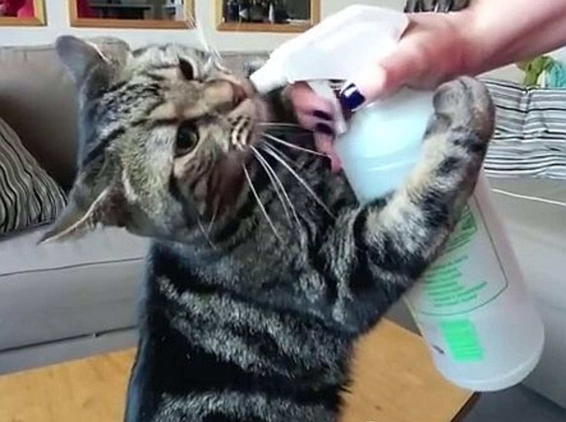 Kater Joey trinkt am liebsten aus der Wasserflasche – Bild: Youtube / Hilary D