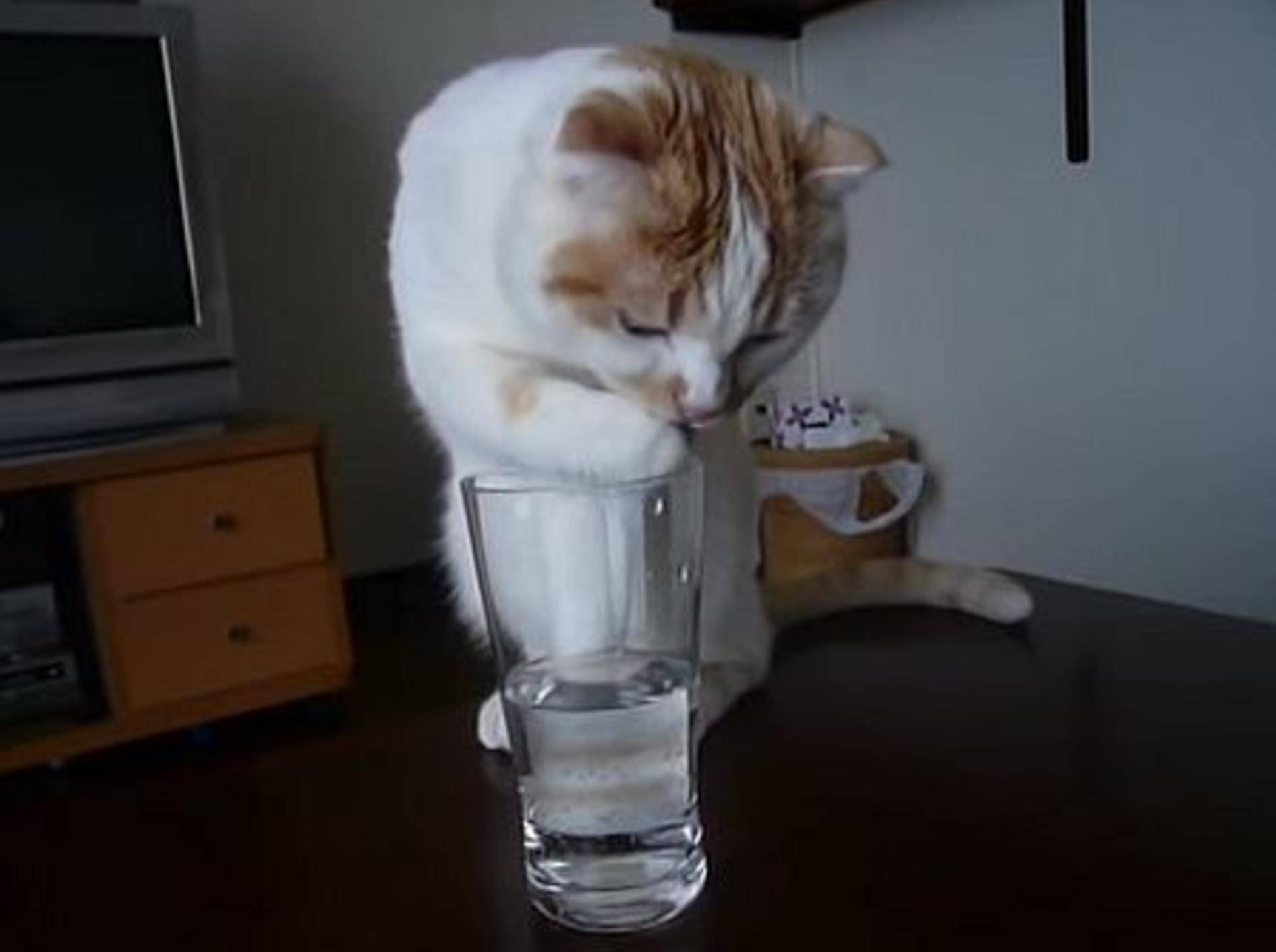 Die Katze und das Wasserglas – Bild: Youtube / Cats and Kittens
