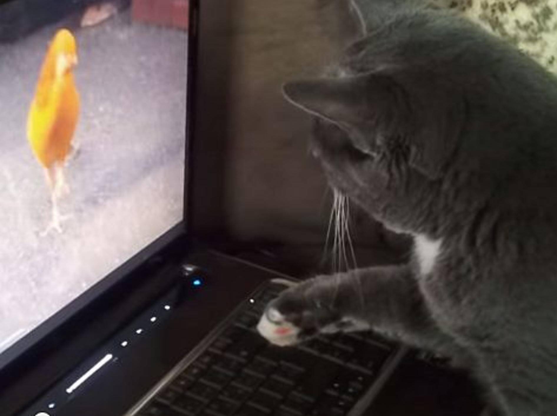 Katze schaut ihren ersten "Laptop-Film" – Bild: Youtube / Izabela V