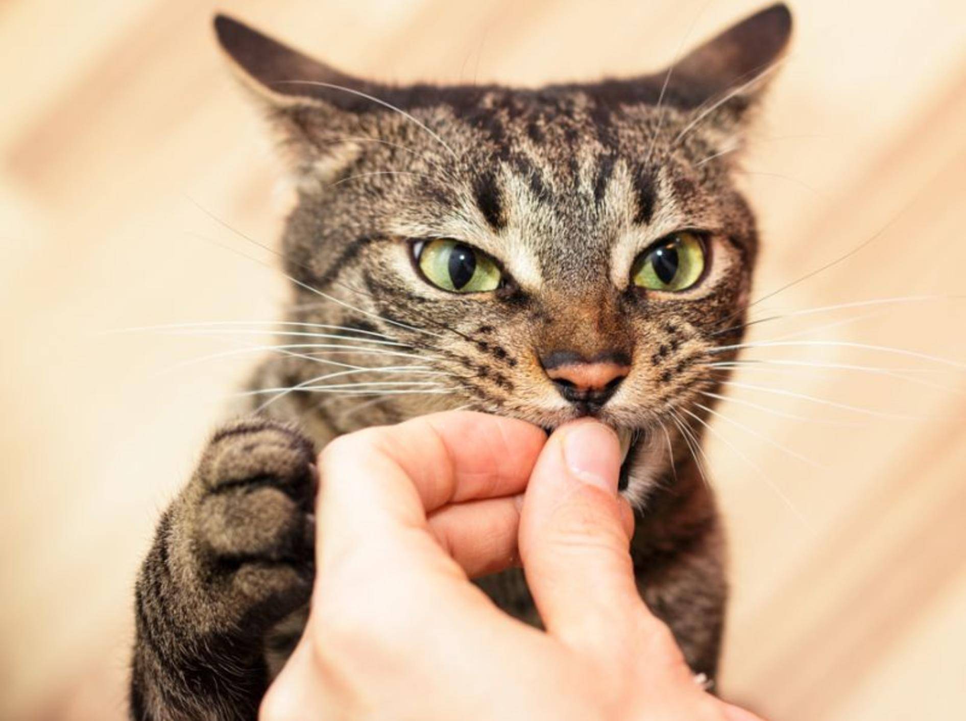 Katzensnacks und Katzenfutter mit Malz – Bild: Shutterstock / Xseon