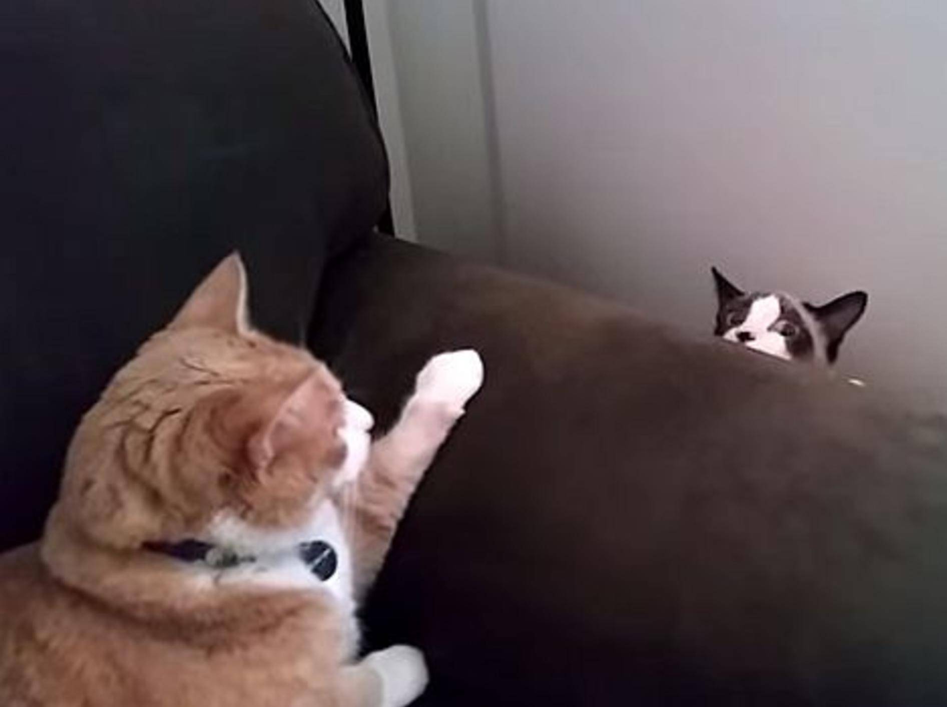 Erste Begegnung zwischen zwei Katzen – Bild: Youtube / Ben Frisch
