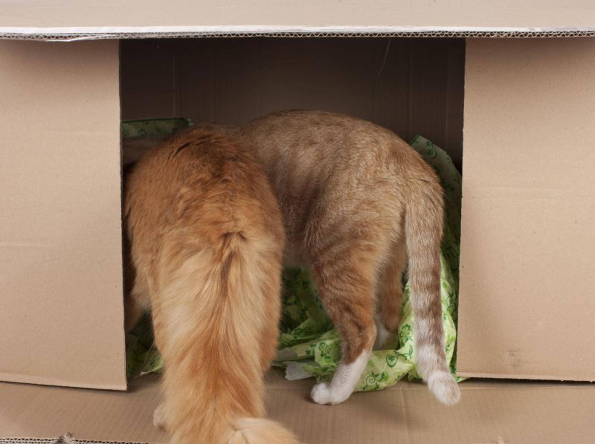 Katzen spielen gerne mit Kartons, vor allem, wenn sie tollen Inhalt haben – Bild: Shutterstock / absolutimages