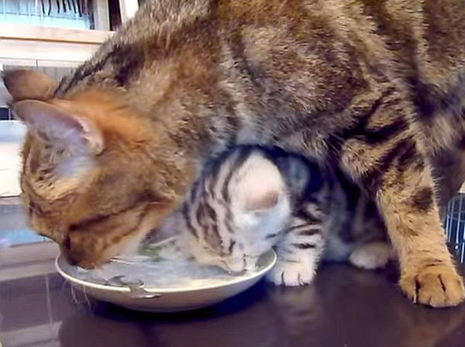 Katzenmama und Katzenbaby: Zu zweit schmeckt's am besten! – Bild: Youtube / Funnycatsandnicefish