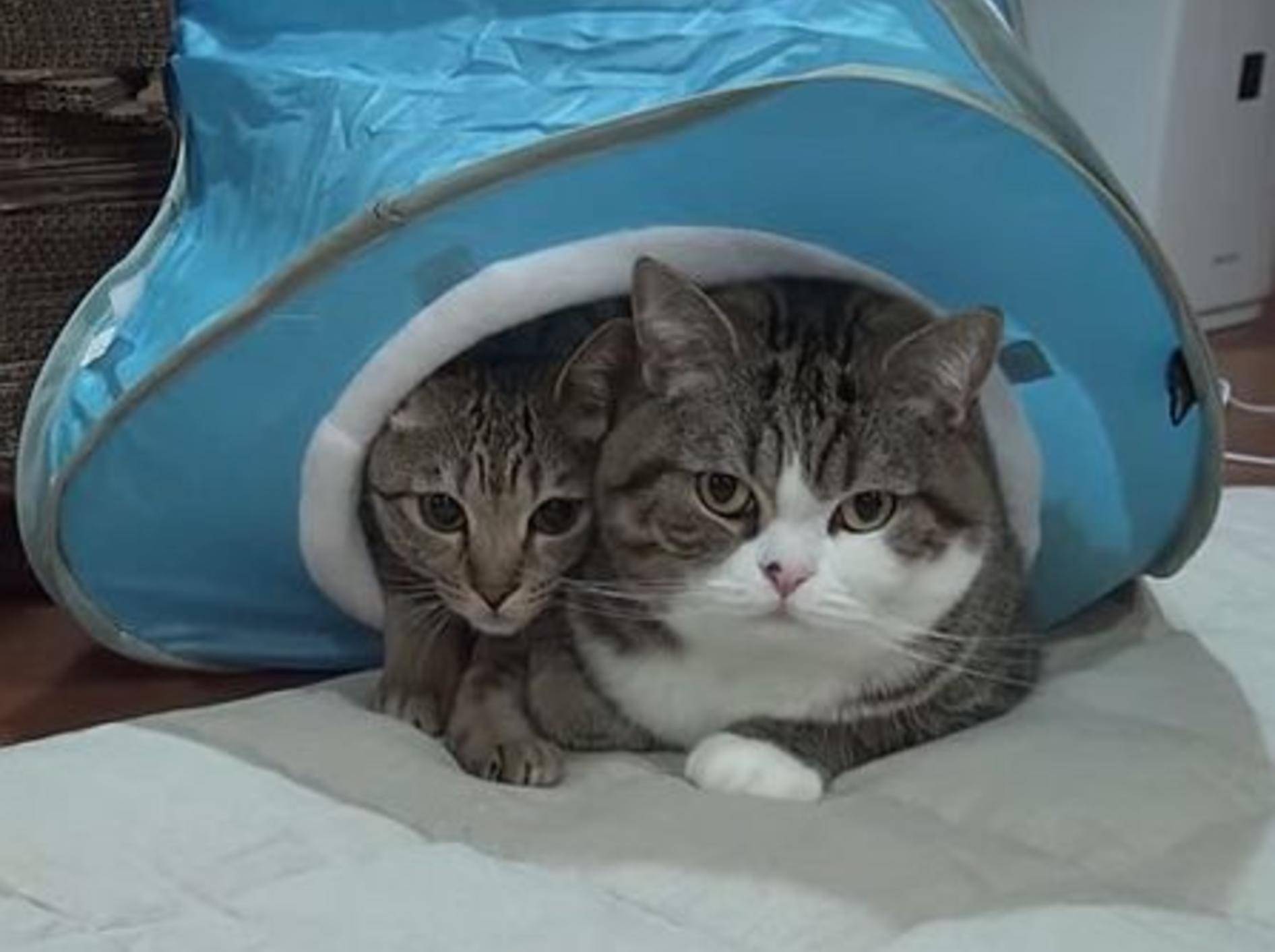 Maru, Hana und das Katzenzelt – Bild: Youtube / mugumogu