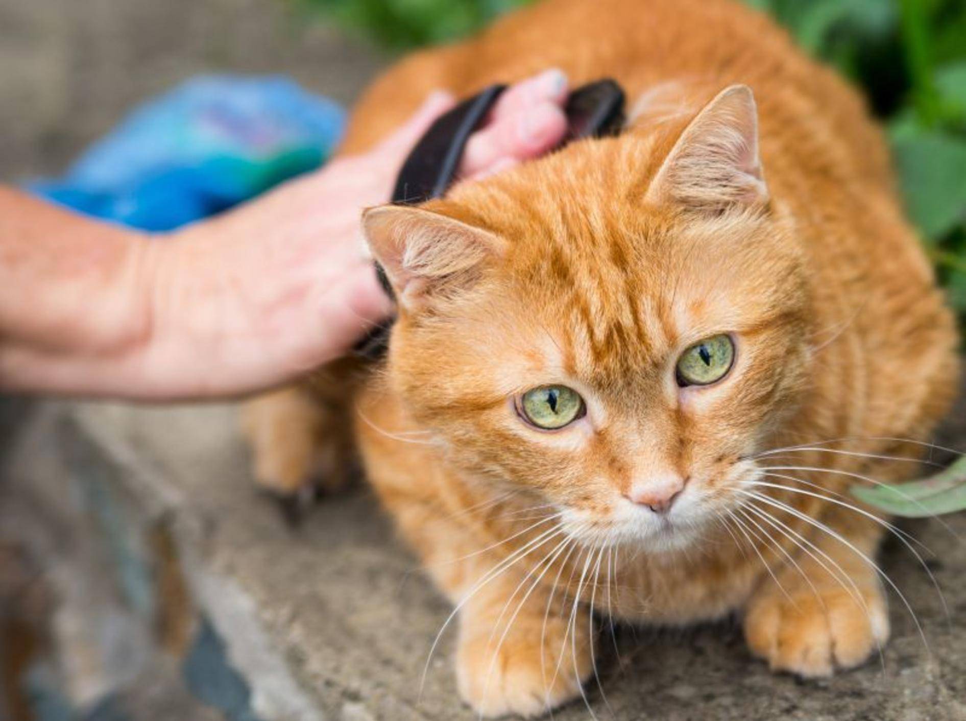 Bürsten wirkt bei der Behandlung von Schuppen bei Katzen unterstützend – Bild: Shutterstock / Vladimir Arndt