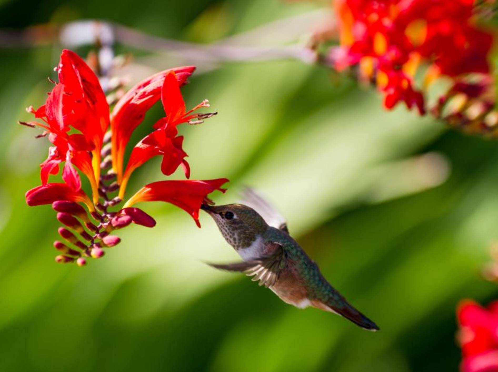 Der Kolibri gehört nicht nur zu den kleinsten, sondern auch zu den schönsten Vögeln der Welt – Bild: Shutterstock / Feng Yu