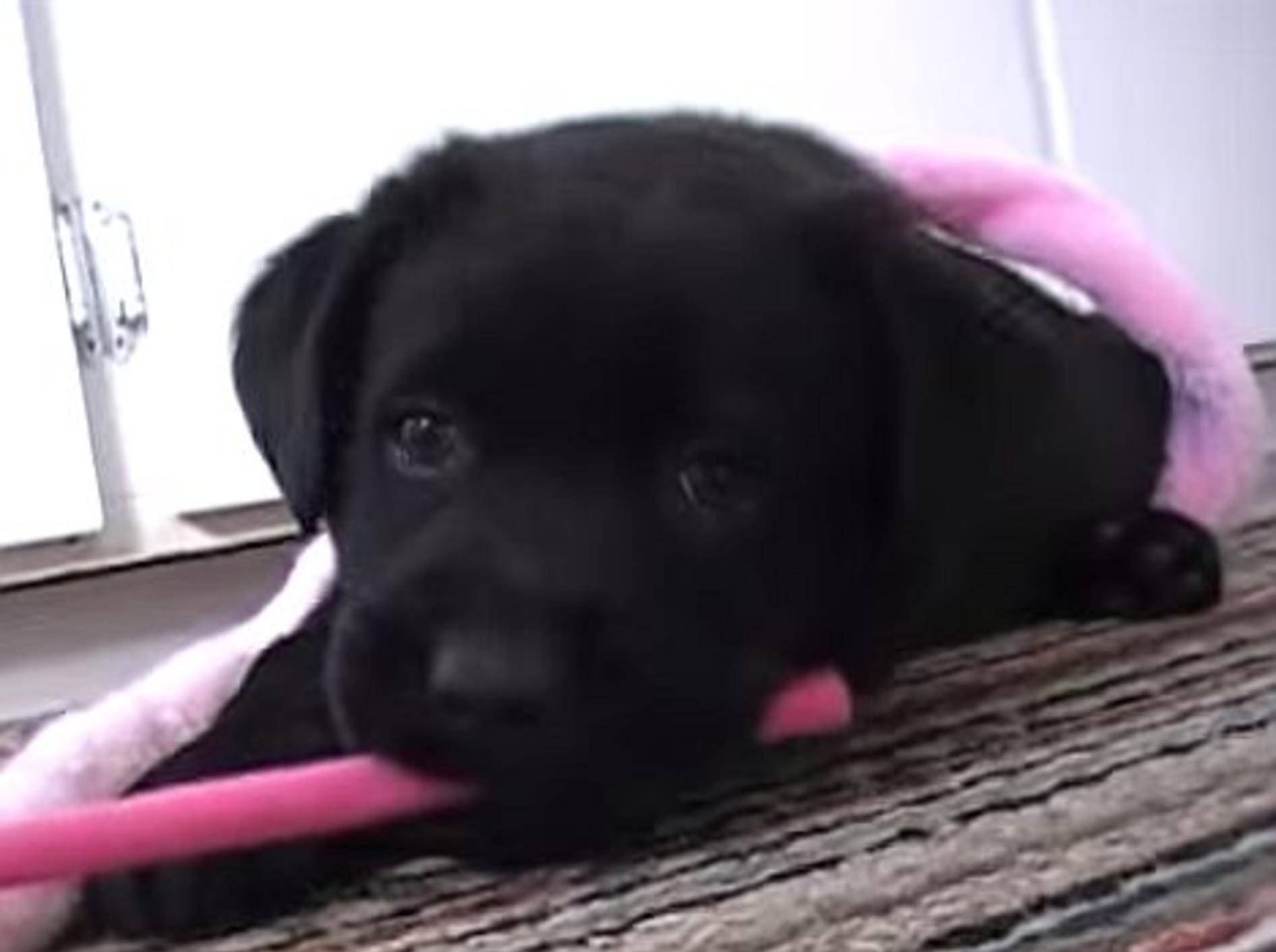 Neues Zuhause für einen schwarzen Labrador-Welpen – Bild: Youtube / IronMooRe