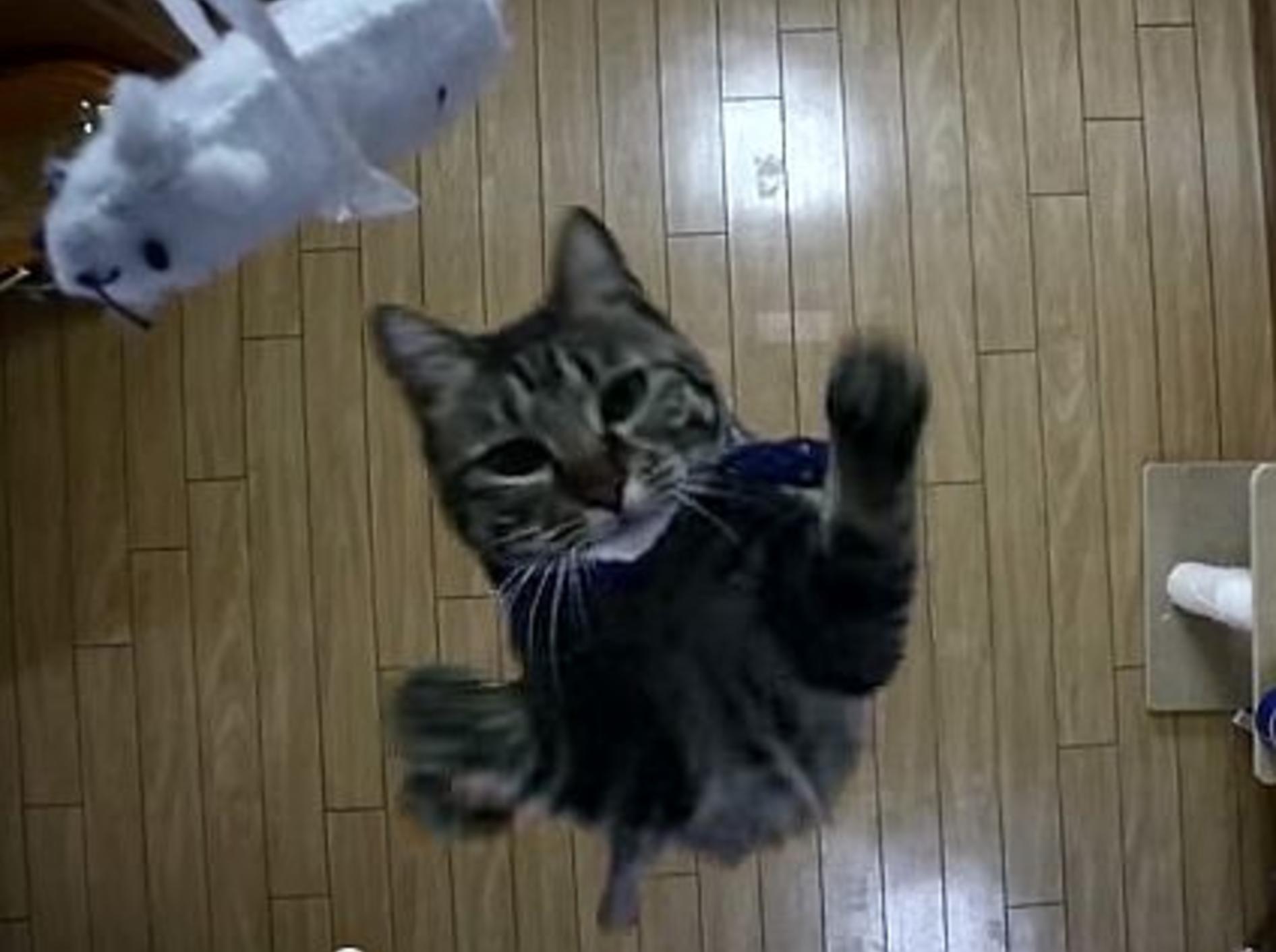 Sportliche Katze: Springen will gelernt sein! – Bild: Youtube / jamuomii