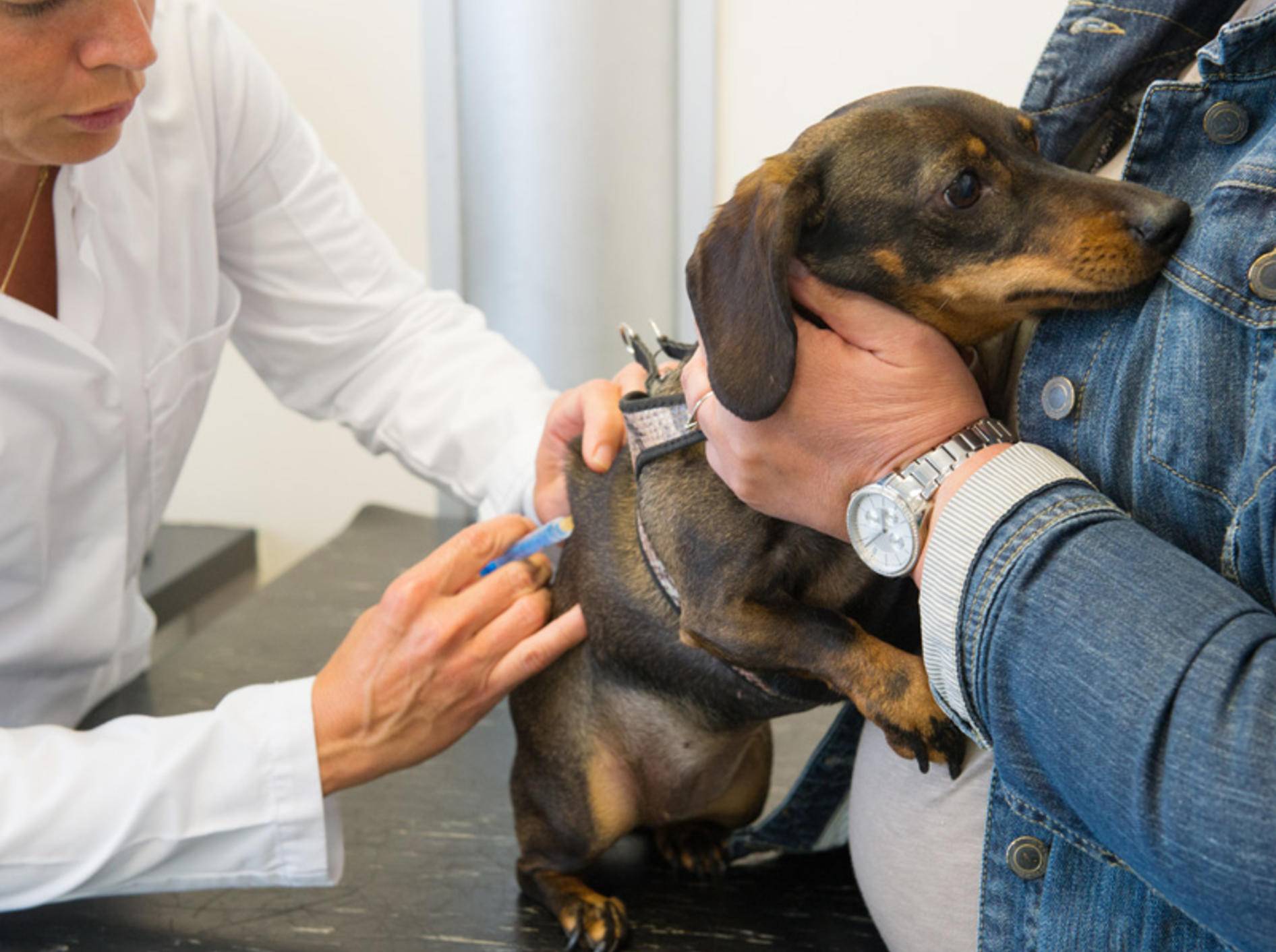 Notfall beim Hund Sofort zum Tierarzt!