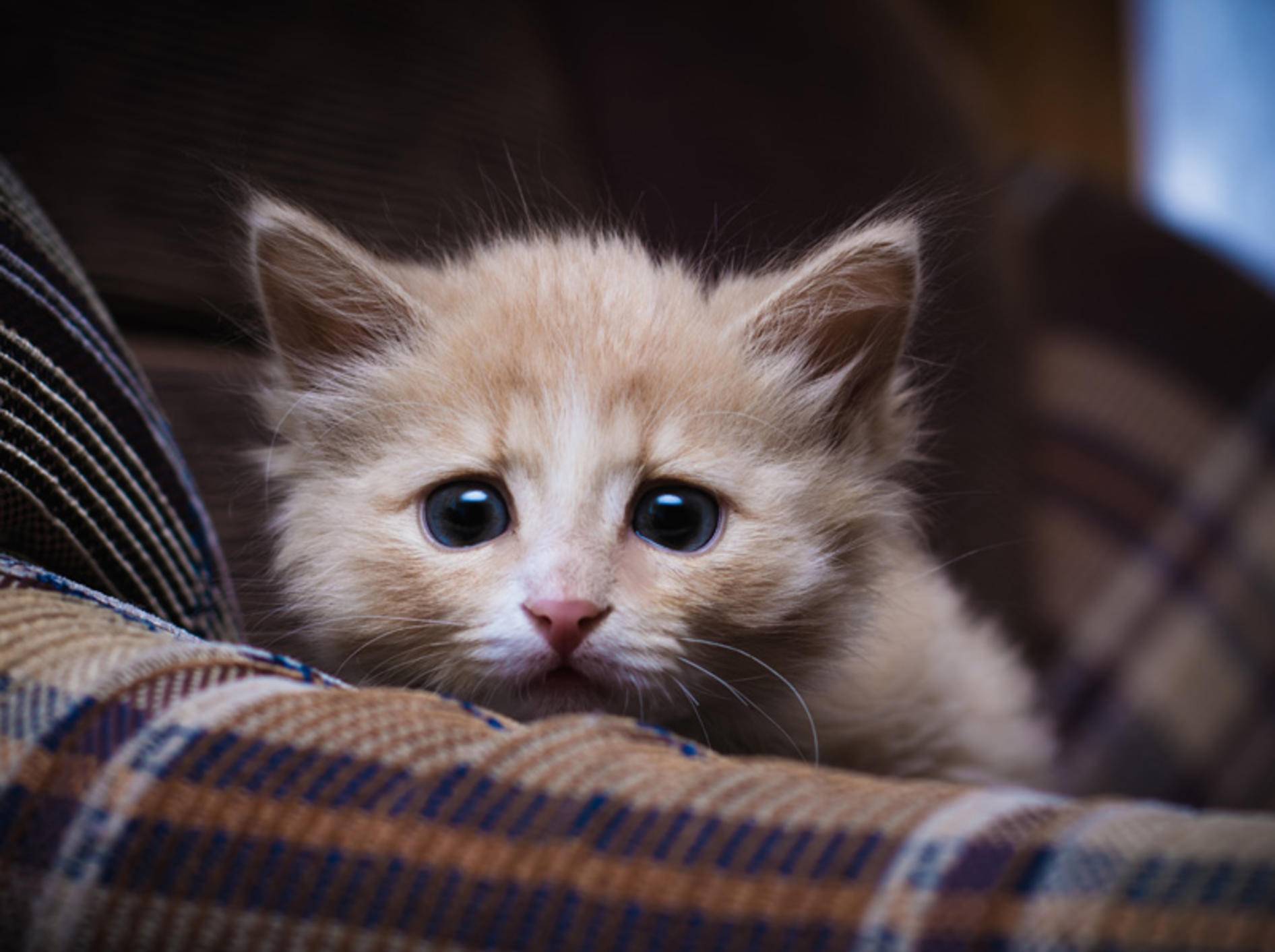 Ein Katzenpsychologe kann beispielsweise bei Angststörungen helfen – Shutterstock: Khamidulin Sergey