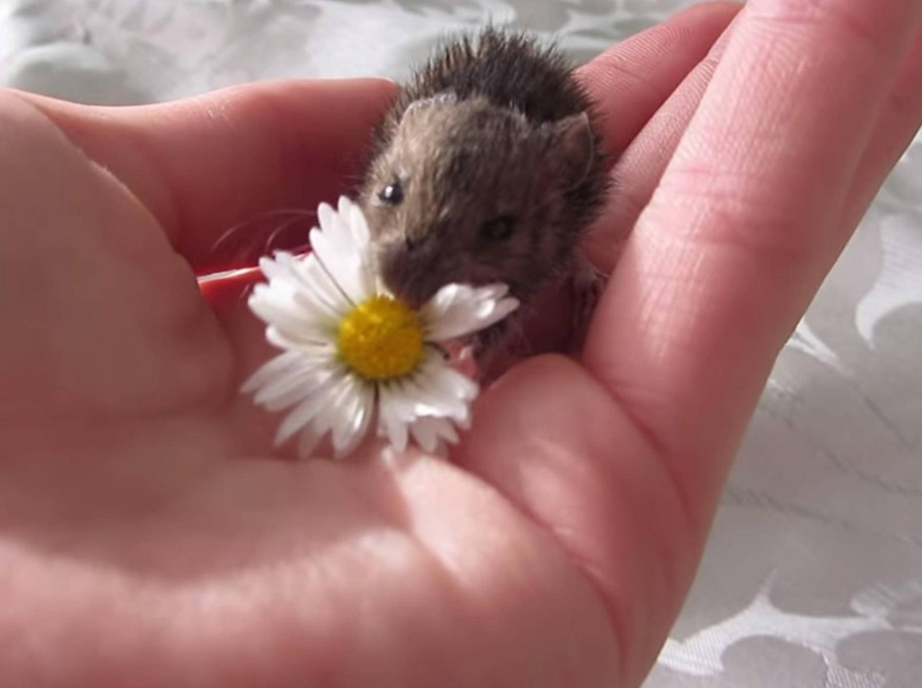 Winzige Babymaus futtert kleine Blume – Bild: Youtube / Connie Smith