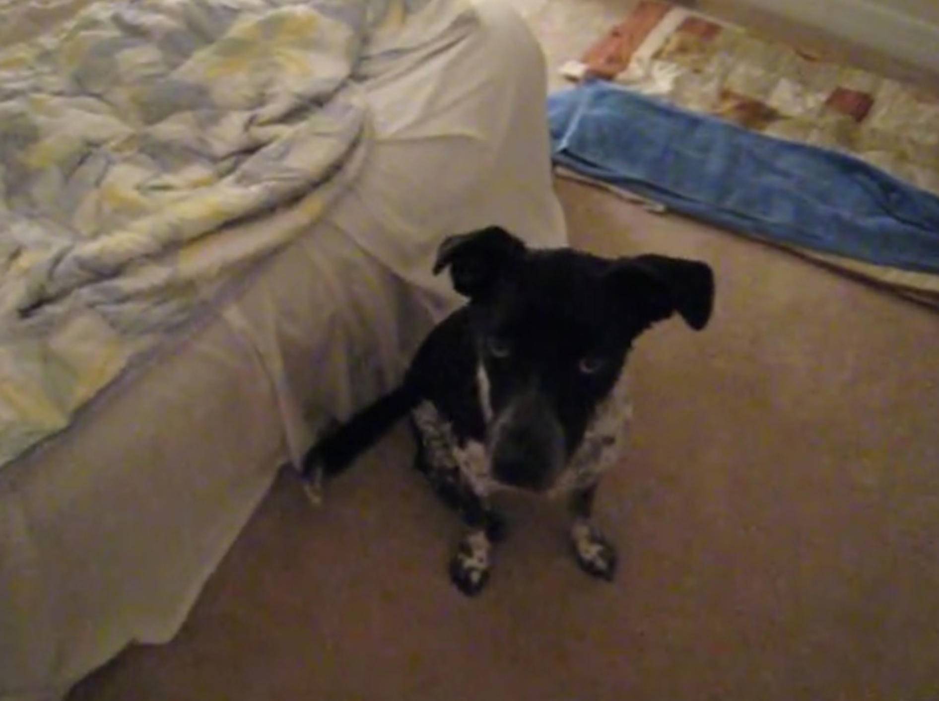 Süßer Hund plumpst vom Bett – Bild: Youtube / Tracy Dendy