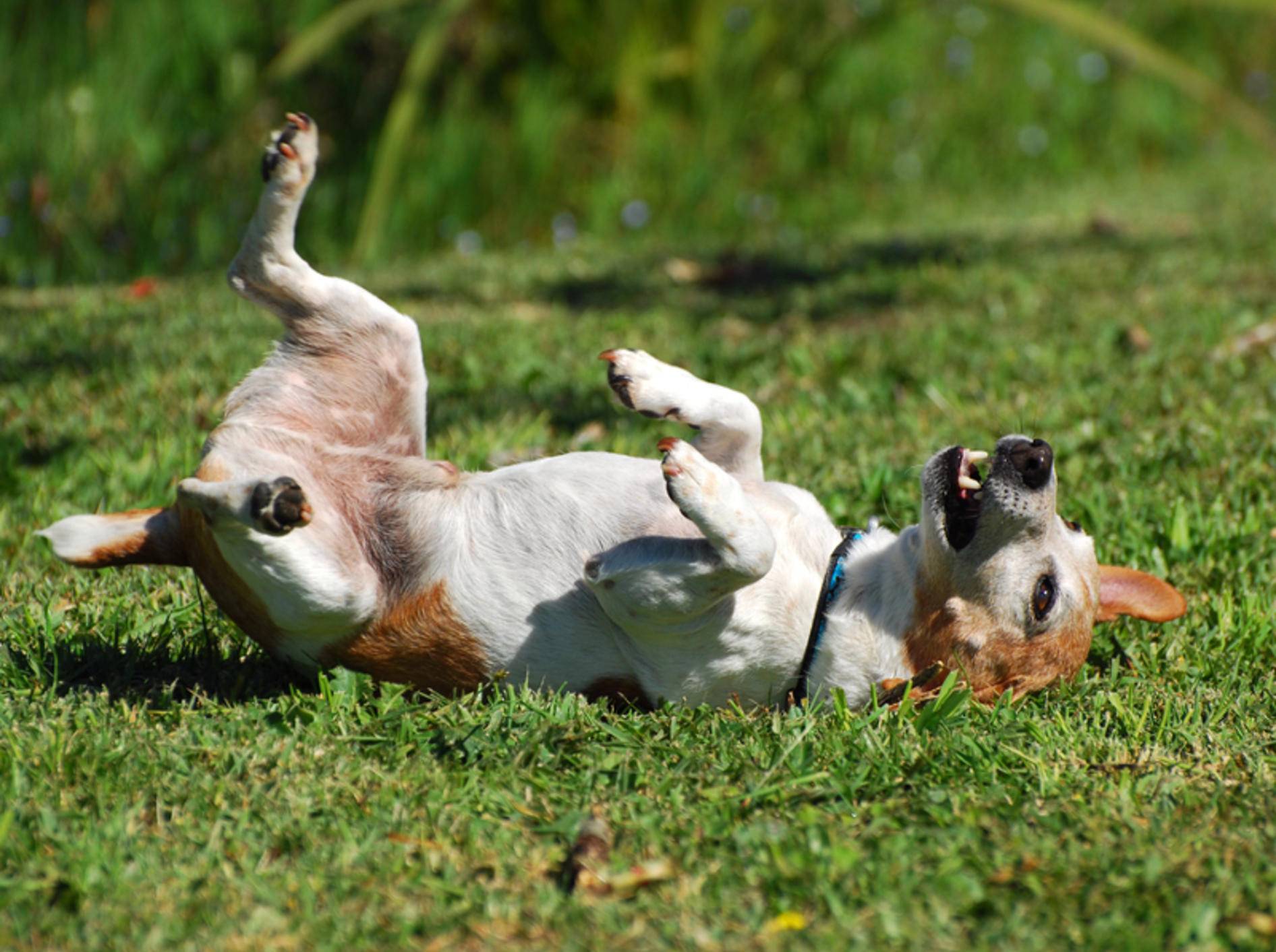Rolle machen? Kein Problem für viele Hunde – Bild: Shutterstock / Anke-van-Wyk