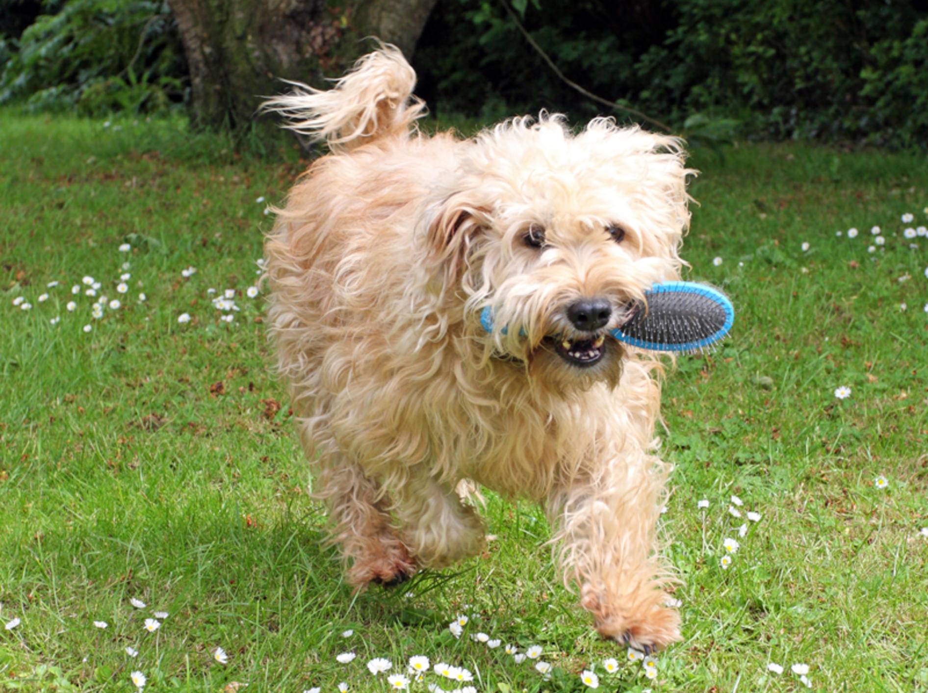 Die besten Hundebürsten zur Fellpflege – Bild: Shutterstock / Denise Allison Coyle