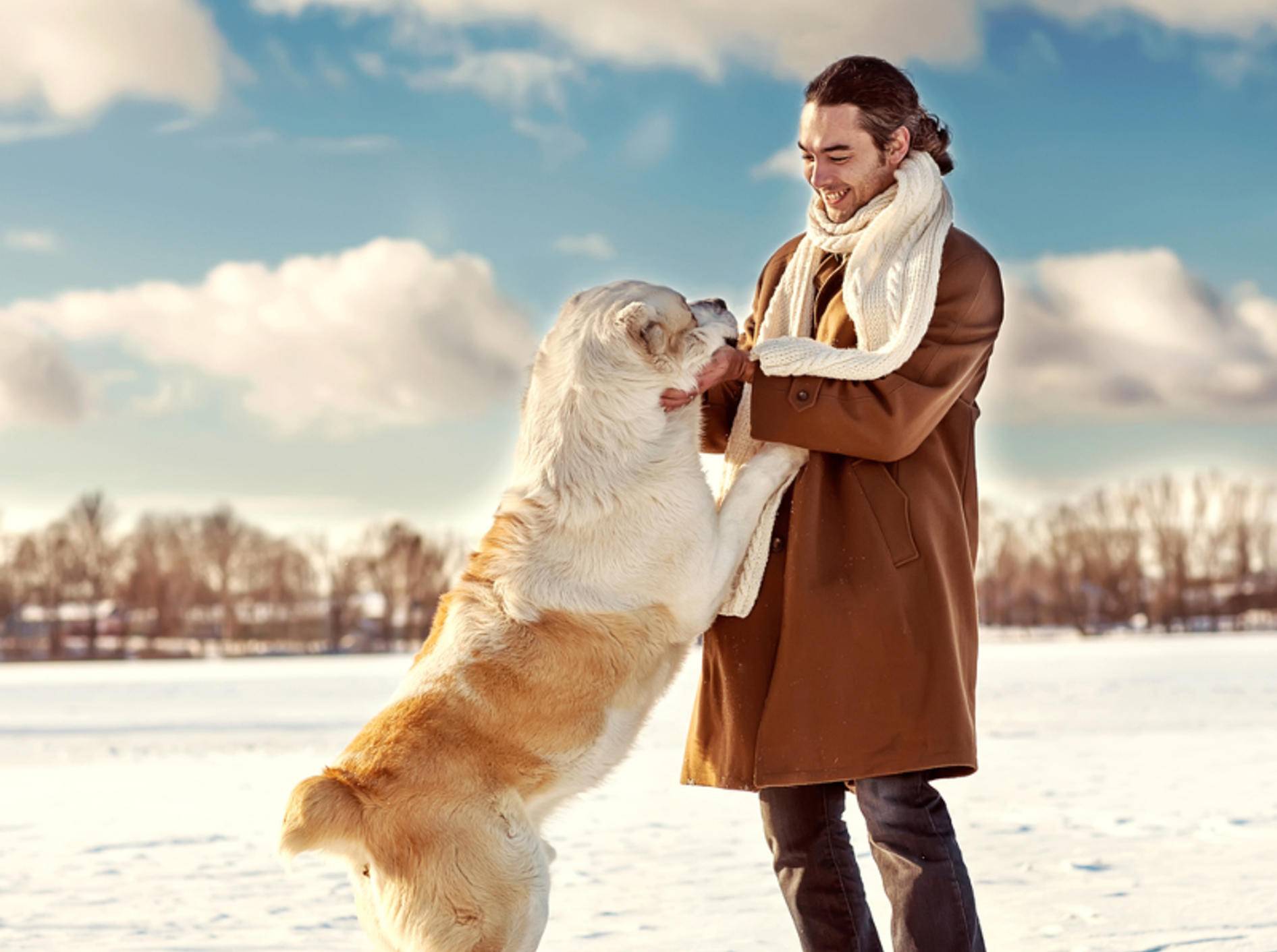 Wie kann man einem Hund das Anspringen abgewöhnen– Bild: Shutterstock/Rock-and-Wasp