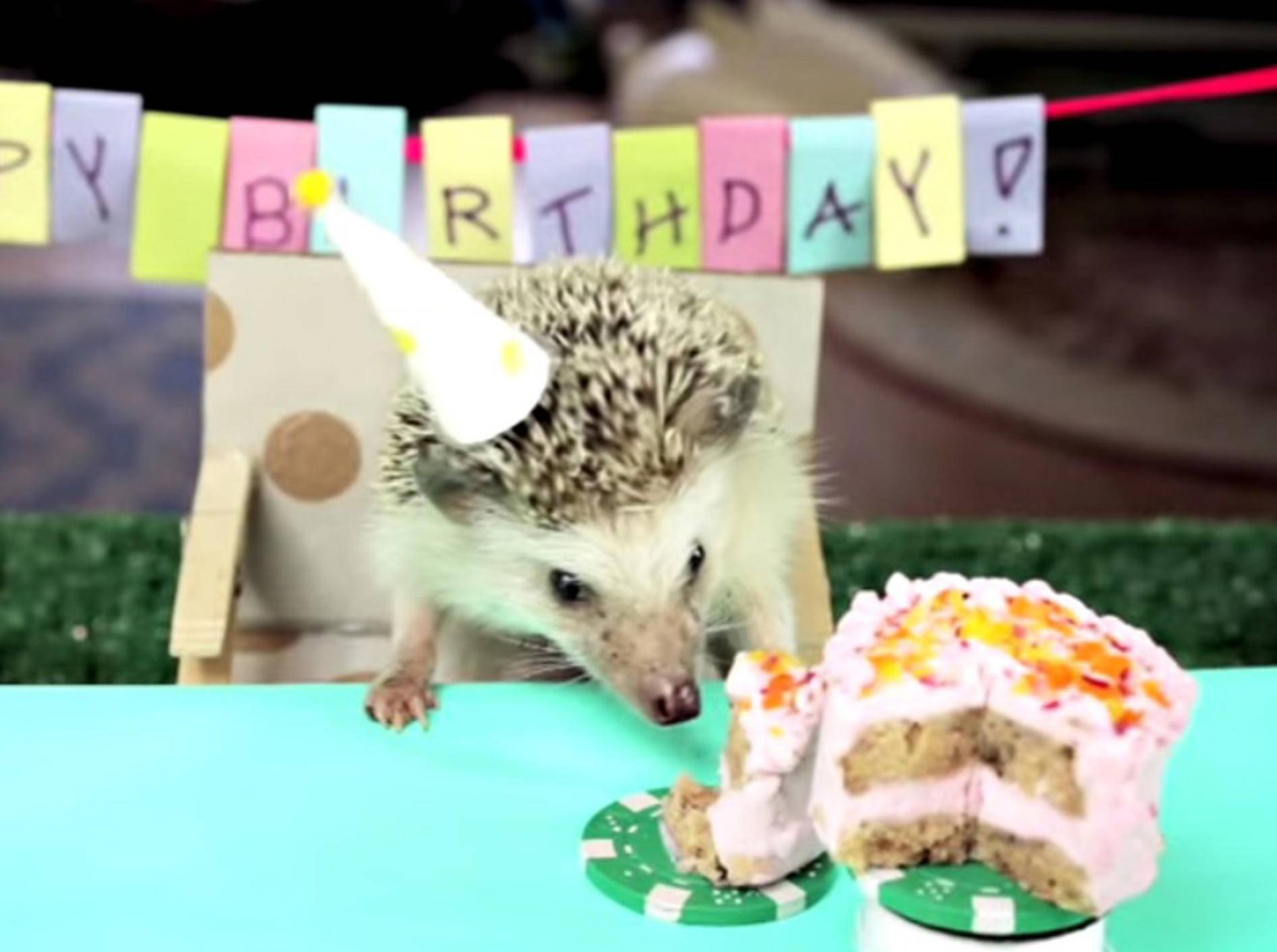 Ein kleiner Igel feiert Geburtstag – Bild: Youtube / HelloDenizen