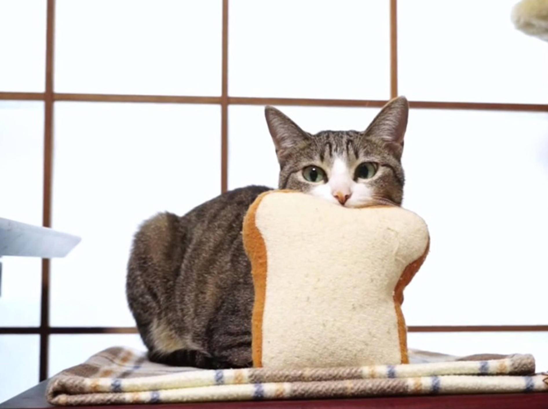 Lustige Katze auf Plüsch-Toast-Pirsch – Bild: Youtube / MAKO0MAKO0
