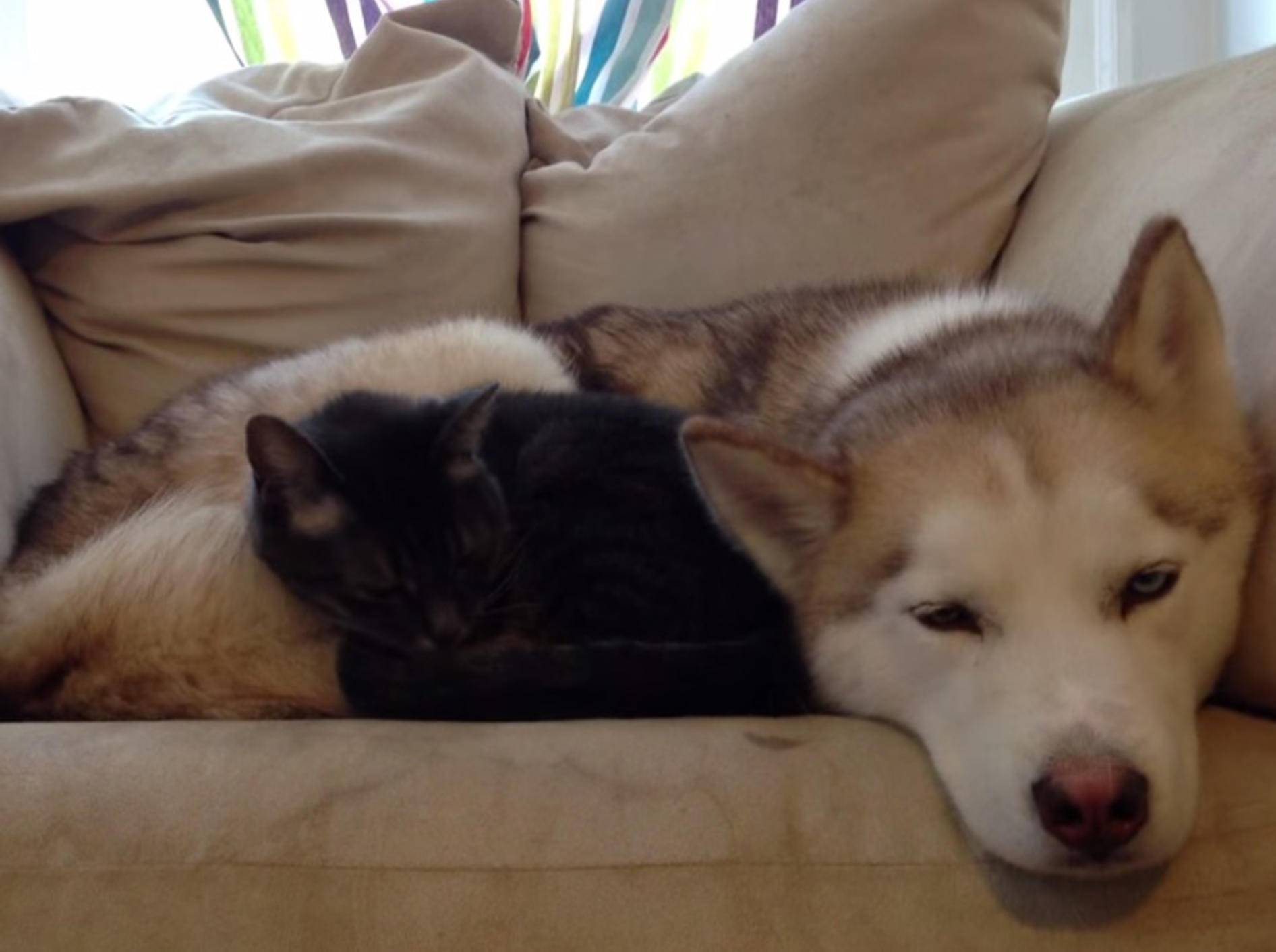 Kuschelfreunde: Süße Katze und Husky – Bild: Youtube / ElmCityKed