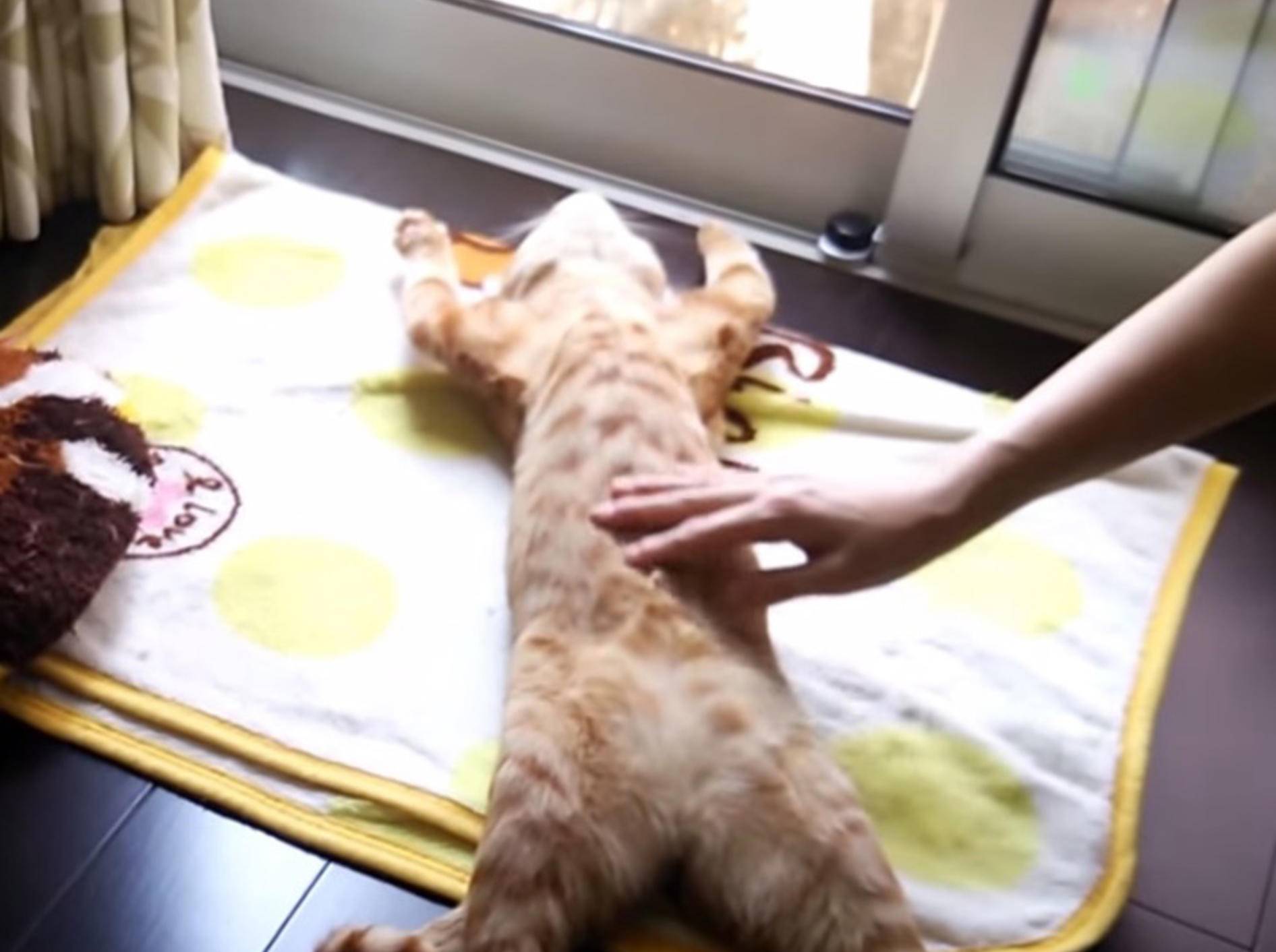 Völlig entspannt: Katze genießt Massage – Bild: Youtube / NT Daikoku
