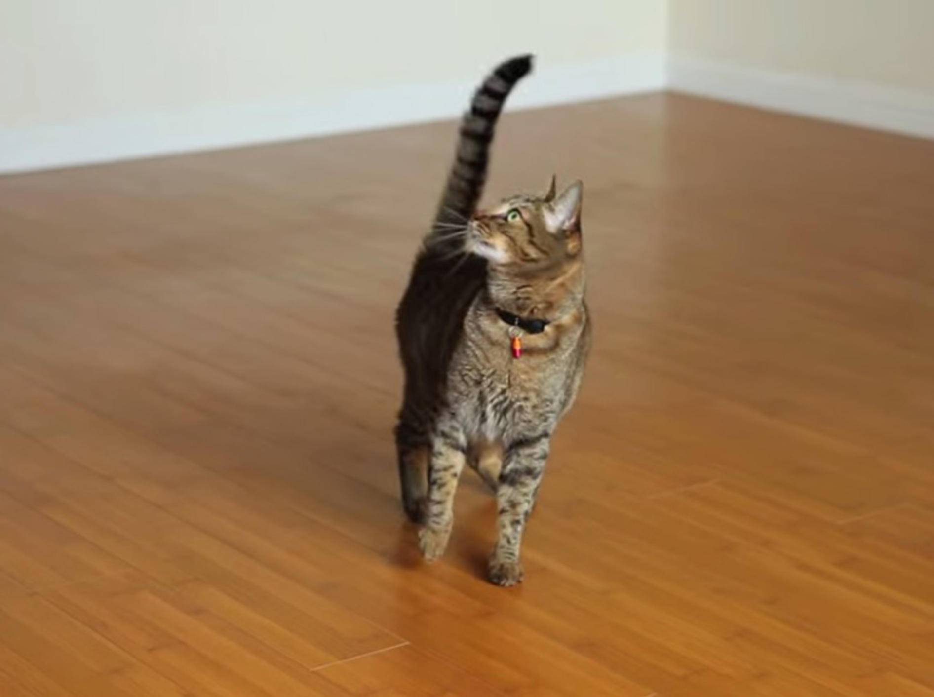 Getigerte Katze führt Ventilator-Tanz auf – Bild: Youtube / TheMeanKitty