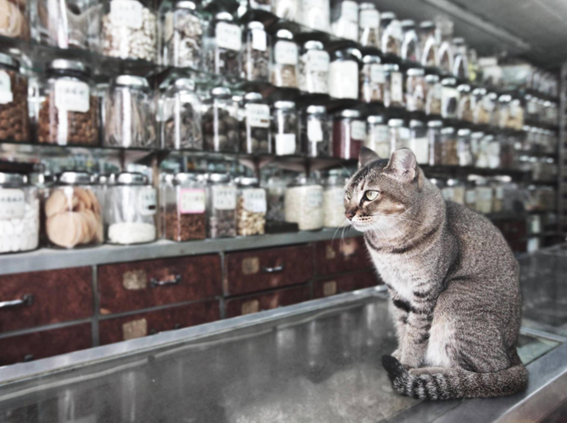 Für Katzen gibt es unzählige homöopathische Mittel – Bild: Shutterstock / Khoroshunova Olga